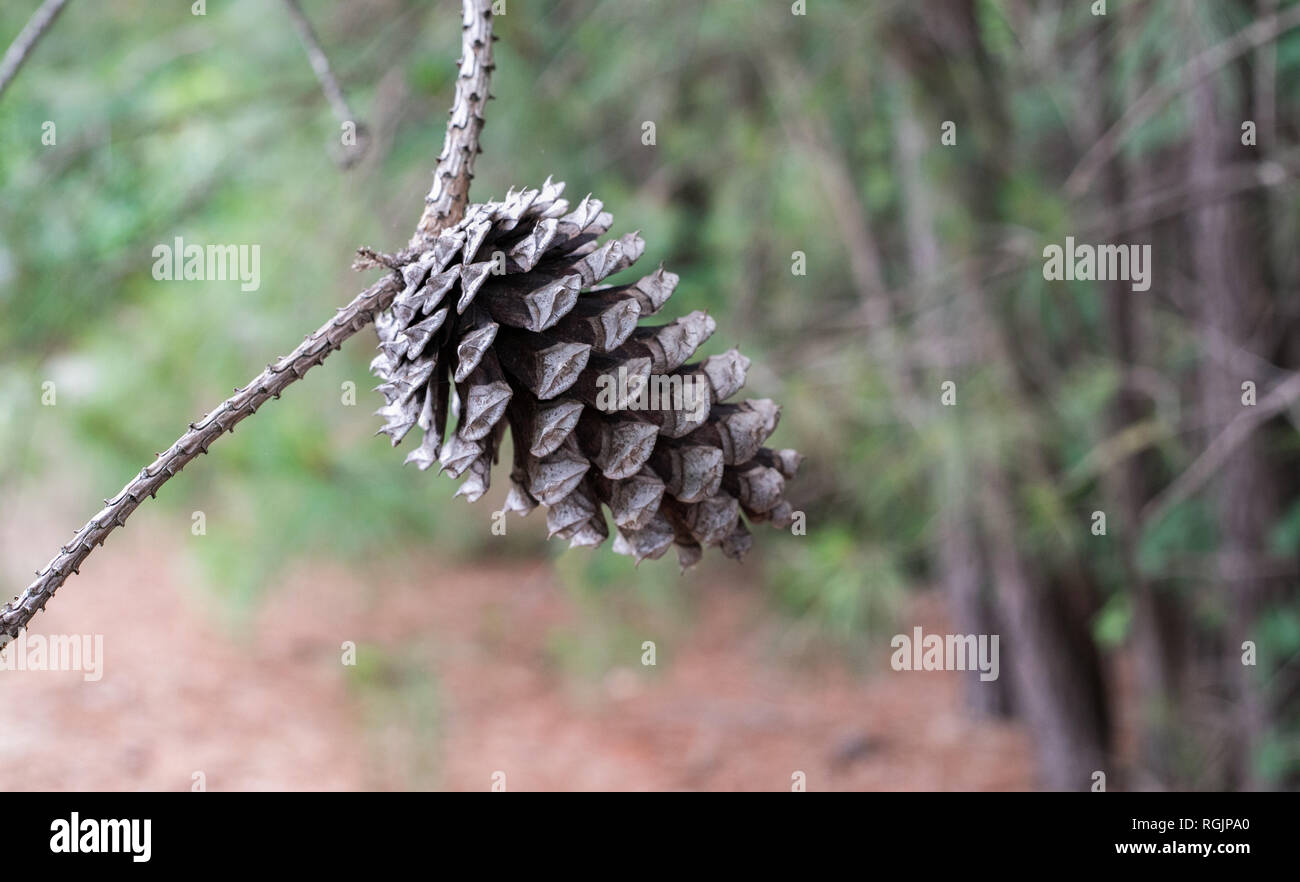 A bokeh photo of a single pine cone haning on a tree branch. Stock Photo