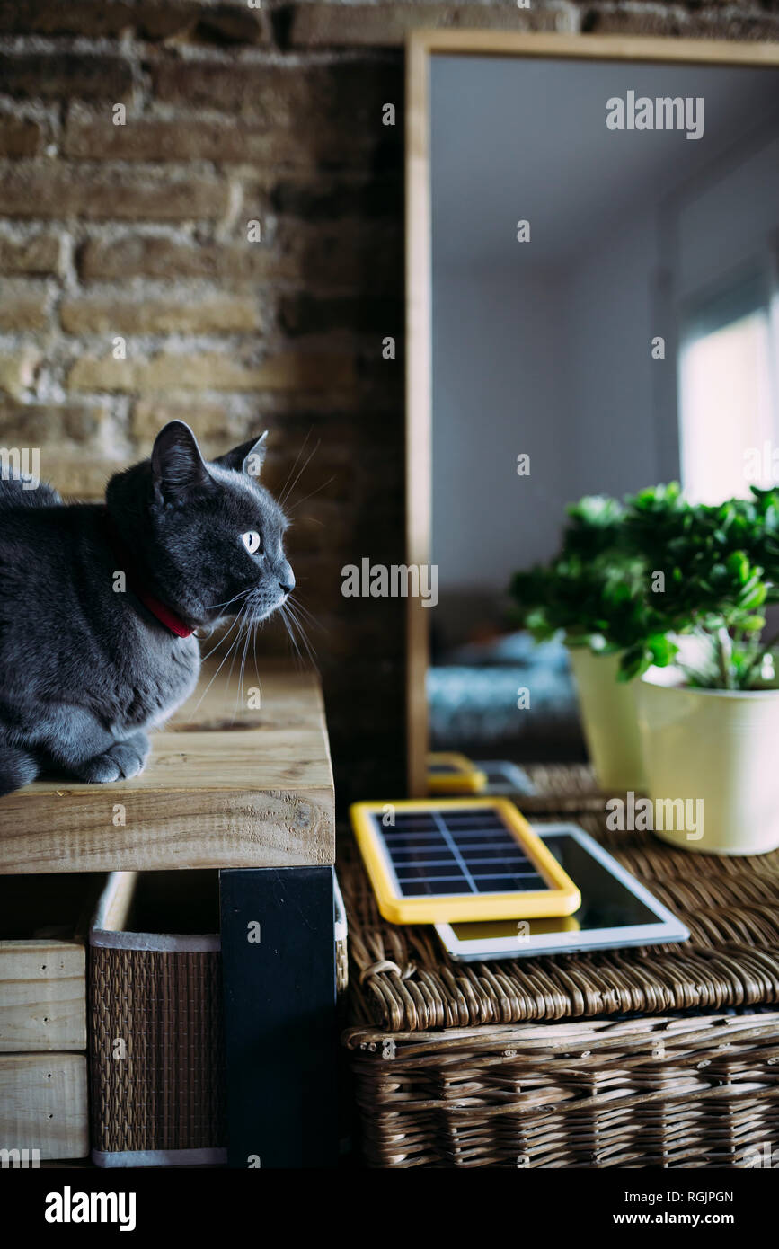 Russian blue cat next to a solar panel charger, tablet and plant Stock Photo