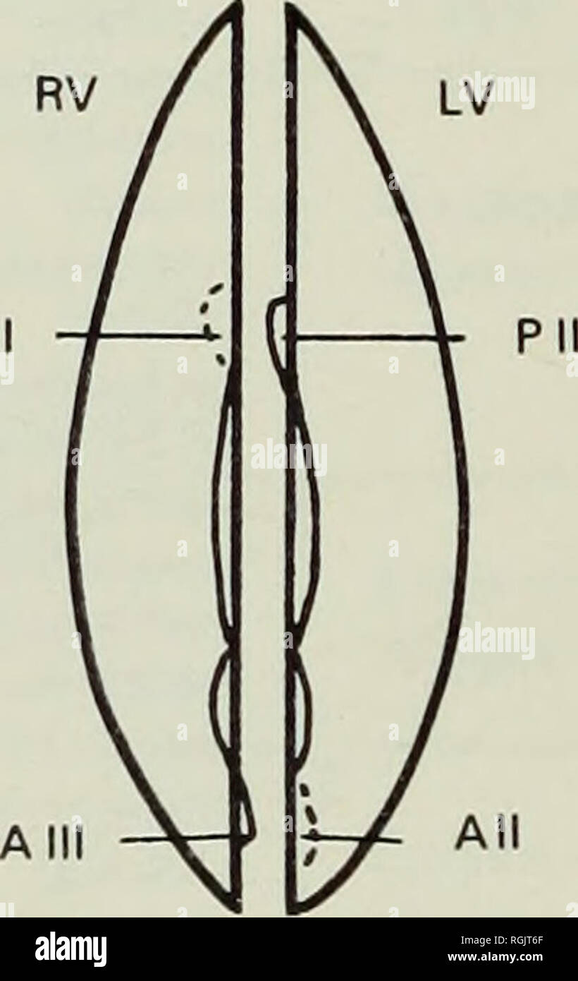 . Bulletin of the British Museum (Natural History), Geology. length Fig ...