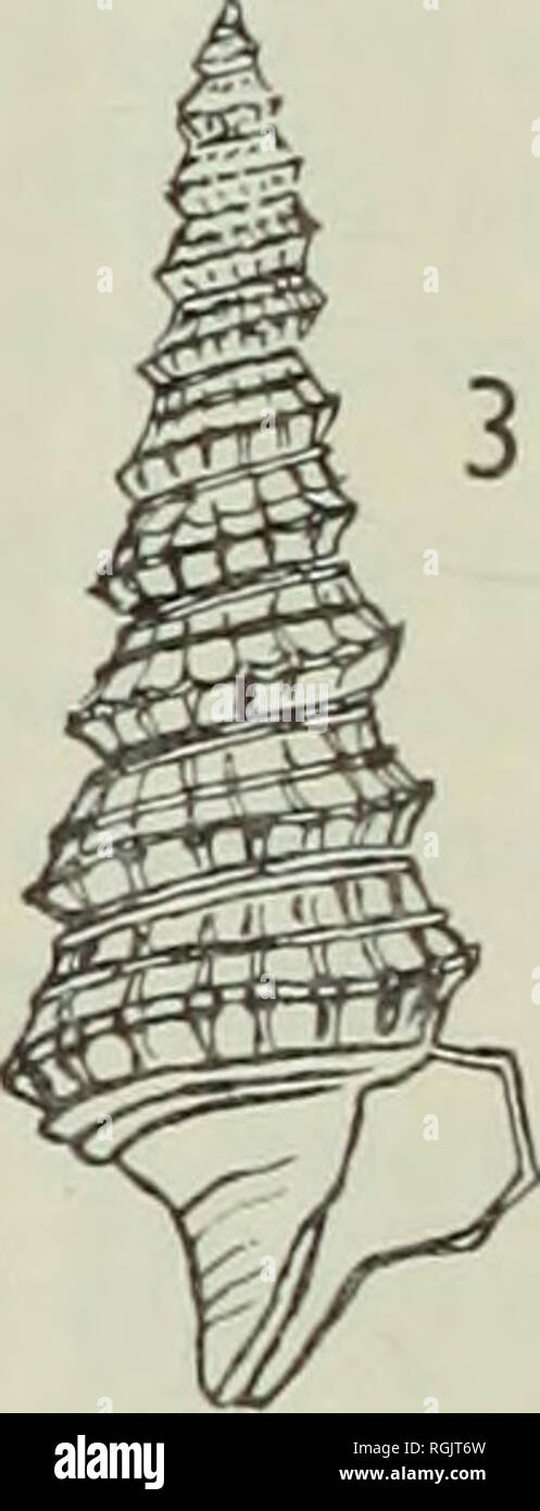 . Bulletin of the British Museum (Natural History), Geology. . Fig. 4. I, Orthochetus tectiformis (Binkhorst), Cretaceous, (Maastrichtian), Limbourg Netherlands. Xi-3. 2, Orthochetus hantoniensis sp. nov.. Cretaceous (Aptian). Atherfield, Isle of Wight. X3-3. 3, Orthochetus leufroyi; (Michelin in Deshayes 1833). Eocene. Chaumont, France. Type species. xo-6. 4, Orthochetus charlesworthi (Prestwich), Eocene, London Clay. Sheppey, Kent. Xo-6. ^, Orthochetus mapeulensis Douville. Cretaceous, (Maastrichtian). Louristan, S. Persia. Xi-3. 6, Orthochetus^ elongatus Wrigley. Eocene, London Clay, Sheppe Stock Photo