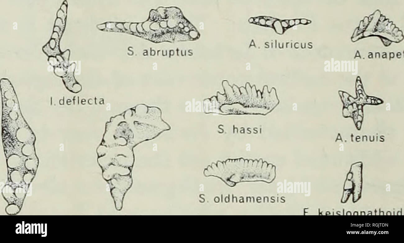 Bulletin Of The British Museum Natural History Geology Icfiodema Inconstans Assemblage Zone Hadrognathoides Staurognathoides Assemblage Zone Kriodella Discreta A I Deflecta Assemblage Zone I Inconstans N Pennalus X X Ptttttrl A A