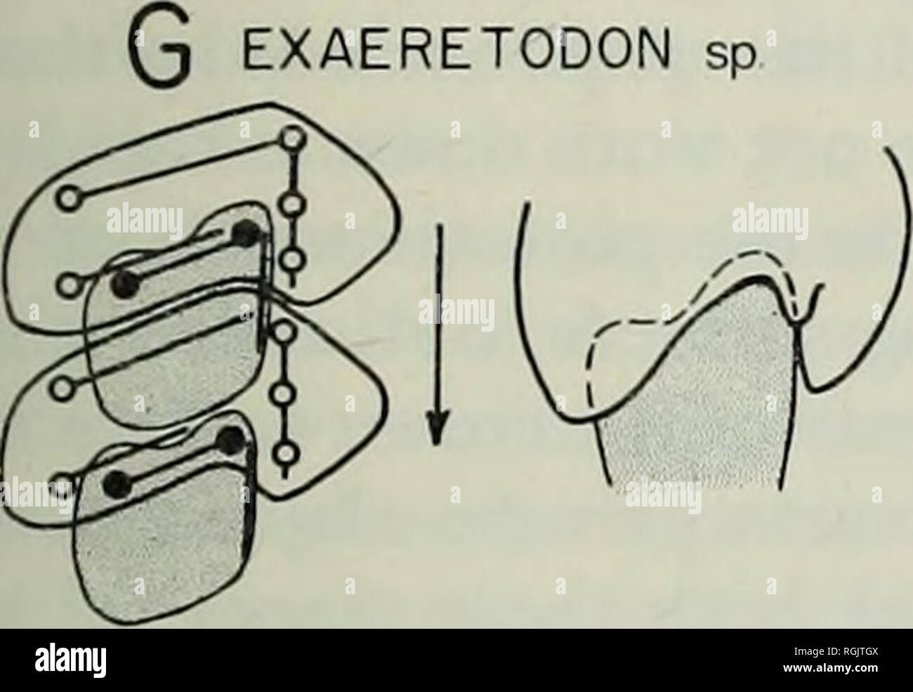 Exaeretodon hires stock photography and images Alamy