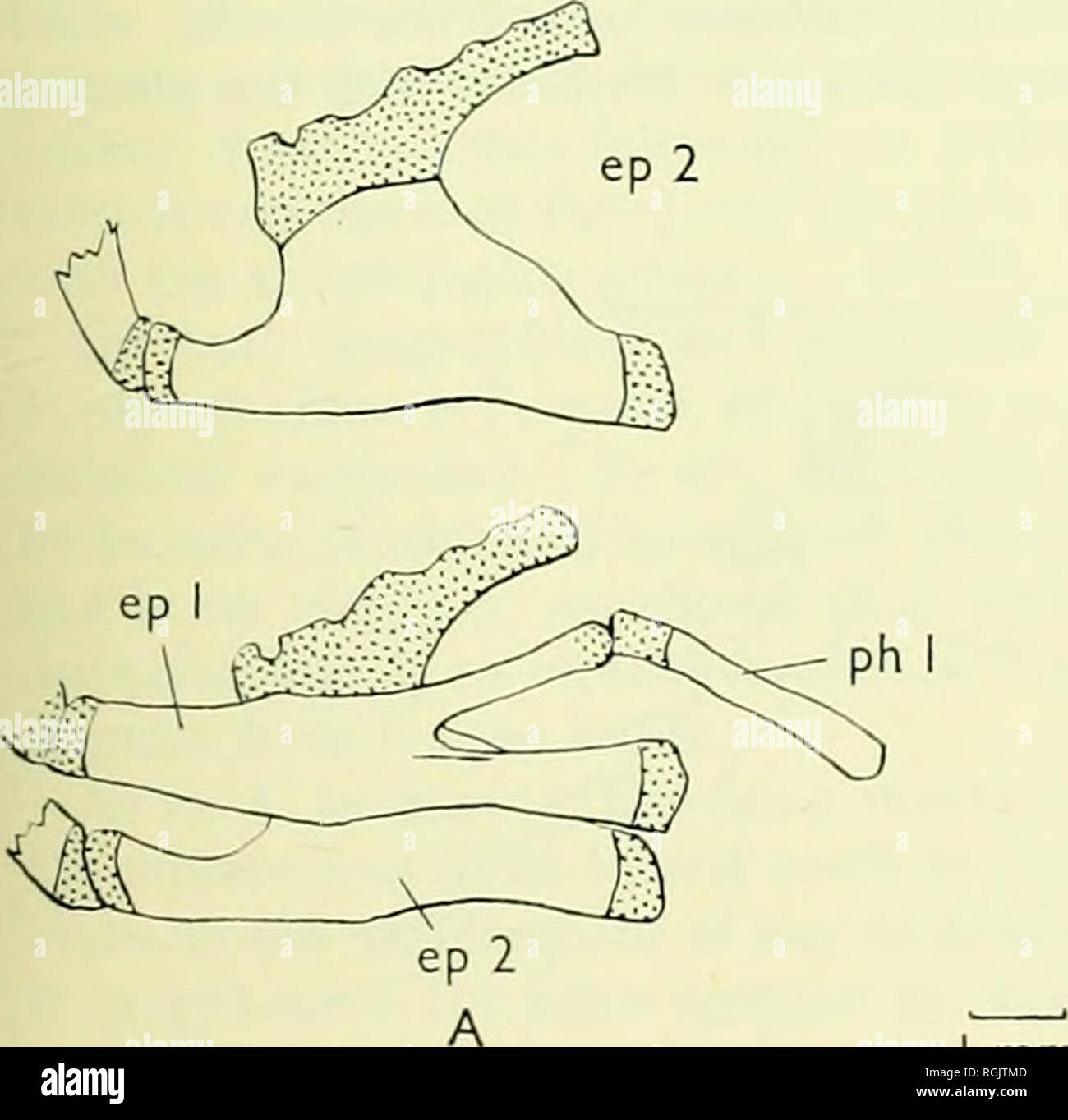 . Bulletin of the British Museum (Natural History). PELMATOCHROMIS, TILAPIA AND SAROTHERODON 17 in line with the changed dentition and presumably diet in adult T. busumana. It is a feature in which this species resembles Pelmatochromis more than other species of Tilapia. The epibranchial structures Glandular and sensory pads on the roof of the pharynx are present in most (all?) cichlids anterolaterally to the upper pharyngeal teeth. When Steindachner proposed the subgenus Pelmatochromis (Gr. pelma, gen. pelmato = the sole of the foot, referring to the shape of the pad) he included two species, Stock Photo