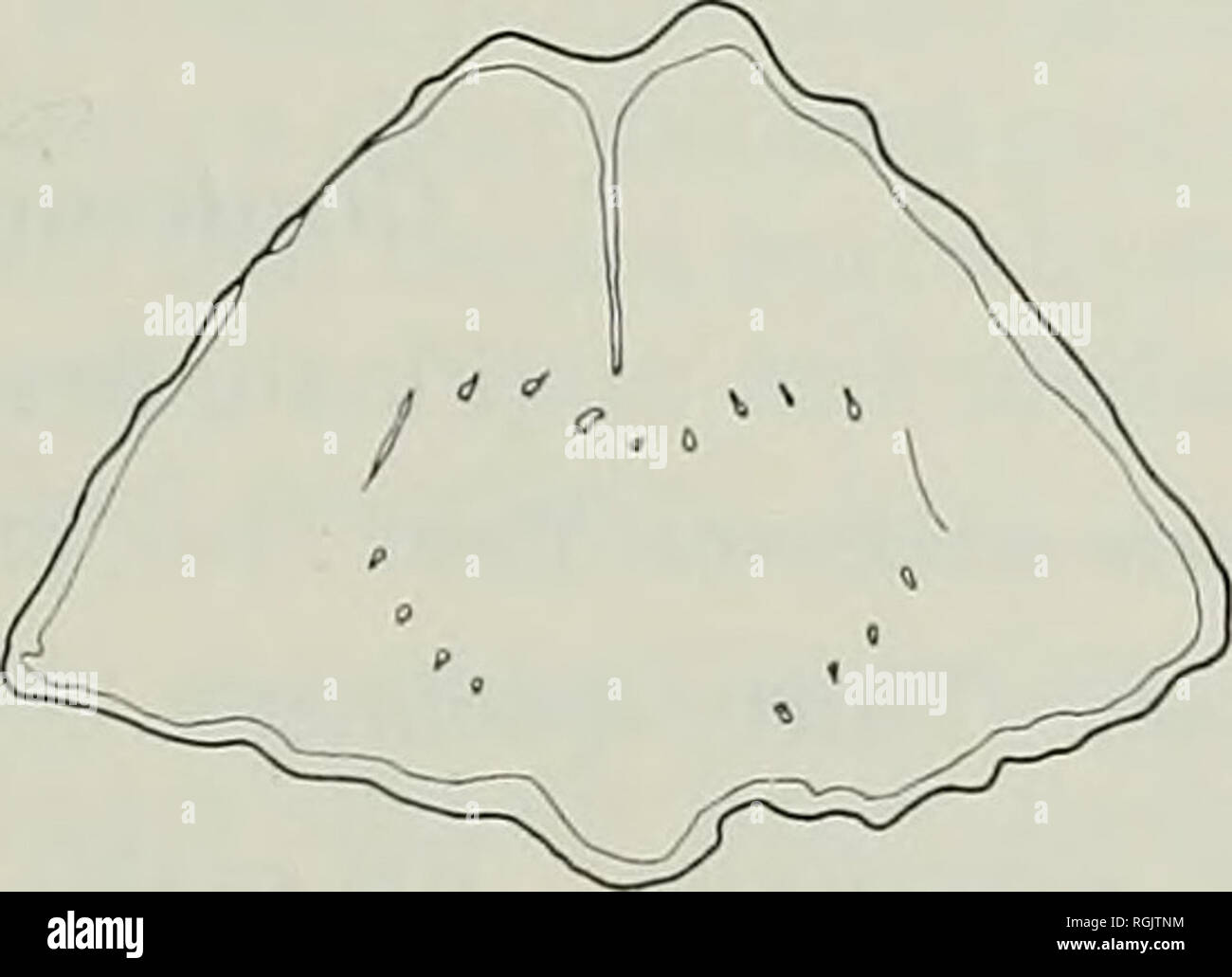 Bulletin Of The British Museum Natural History Geology 0 9 05 E 6 45 Fig 8 Cyrtina Heteroclila Serial Sections Of Bb 55589g X 2 5 Sections A B C And X 3