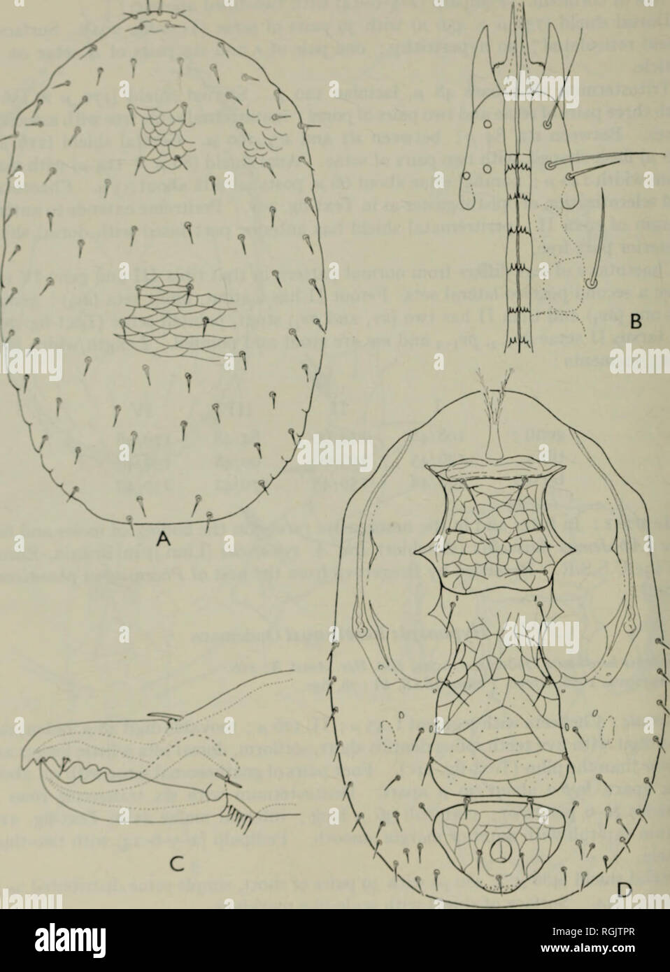 . Bulletin of the British Museum (Natural History) Zoology. >WBH i  INS A W. M. M li.. - tademans, female ; dorsum oi Idiosoma (a) ; deutosternum . heUcera (c. Please note that these images are extracted from scanned page images that may have been digitally enhanced for readability - coloration and appearance of these illustrations may not perfectly resemble the original work.. Farn, Alexander E. London : Butterworths Stock Photo