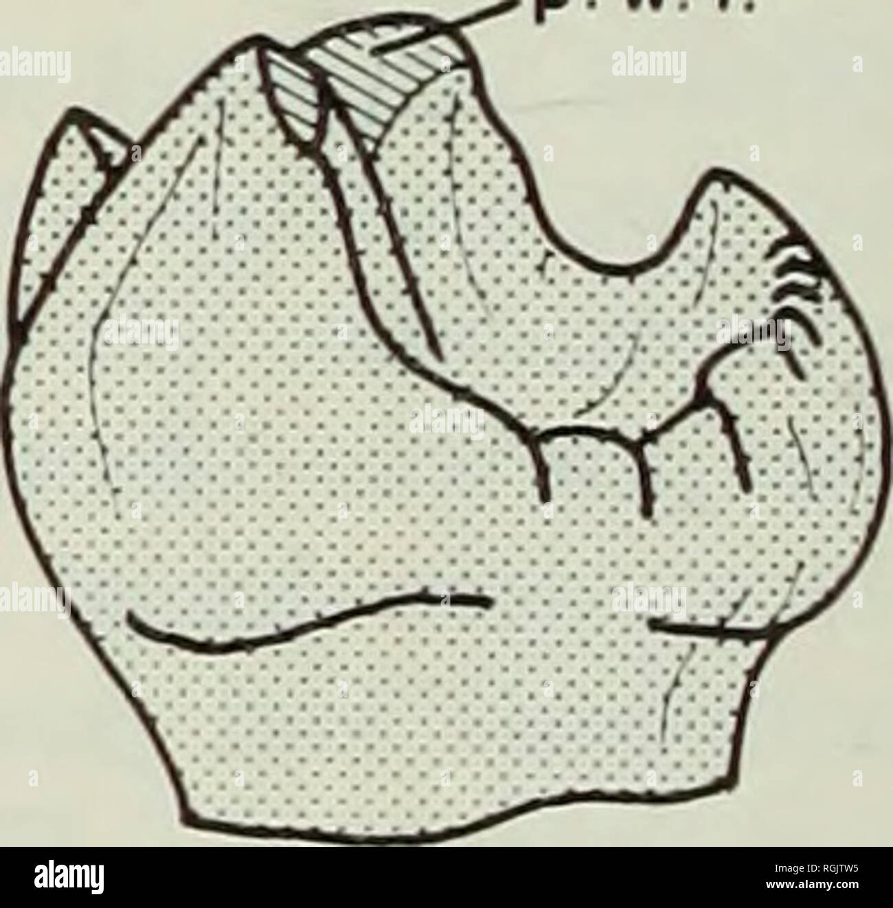 . Bulletin of the British Museum (Natural History), Geology. p.w.f. p