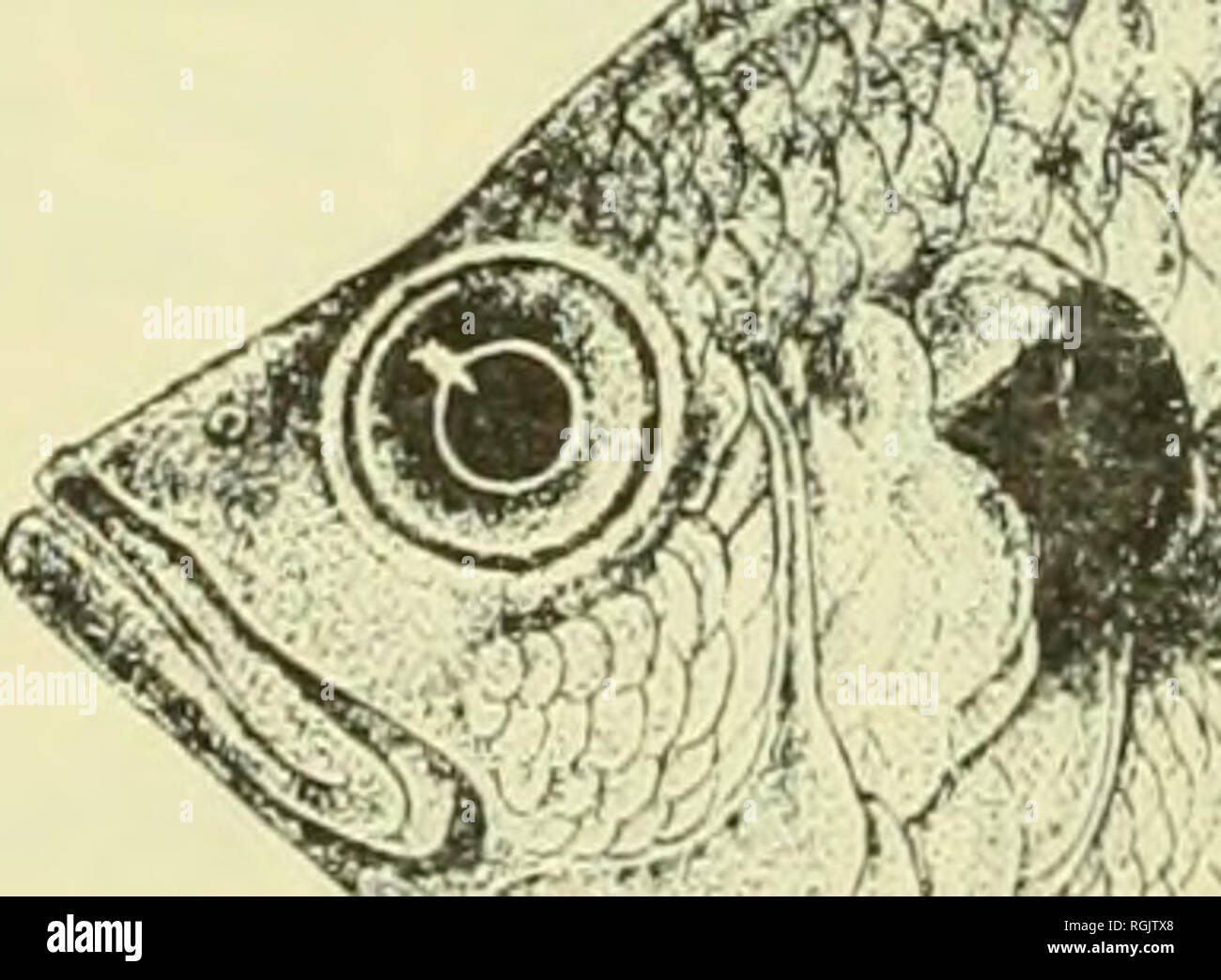 . Bulletin of the British Museum (Natural History). E. TREWAVAS INTERRELATIONSHIPS OF THE SPECIES OF PELMATOCHROMIS It is to P. nigrofasciatus and not P. ocellifer that Thys is referring when he writes (1968a) that P. congicus is a specialized form derived from P. ocellifer. With the substitution of the name I would agree with this opinion, but the speciaUzation has gone so far that P. congicus is best considered as a separate genus. P. ocellifer and P. huettikoferi are alike in the dentition of jaws and pharynx in which they contrast with P. nigrofasciatus, especially developmentally. On the  Stock Photo