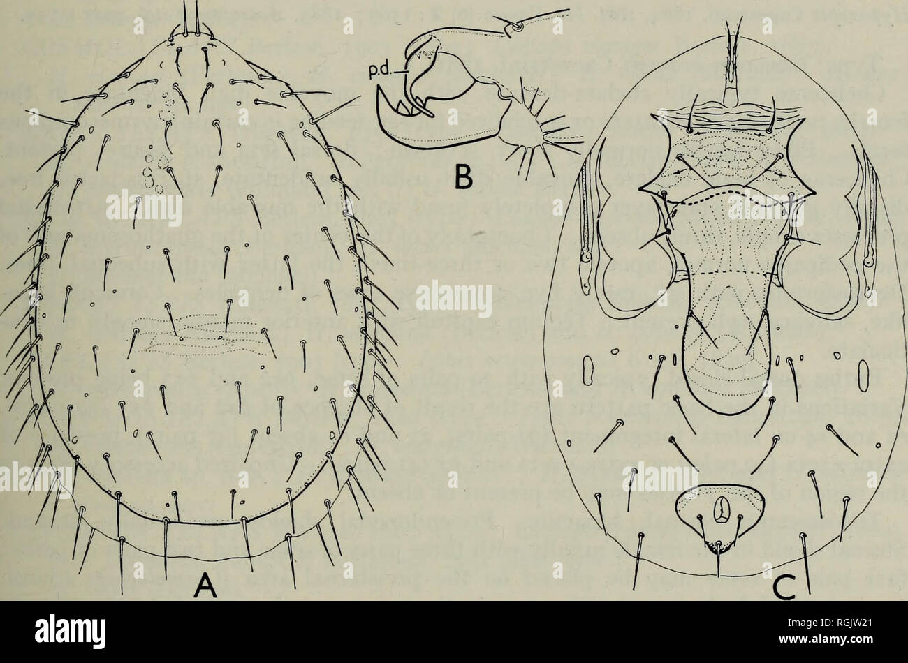 . Bulletin of the British Museum (Natural History) Zoology. THE BRITISH DERMANYSSIDAE (ACARI) 157 Female : Chelicera with segment I, 72 /x; II, 126 /x ; movable digit 36 /x, bidentate ; fixed digit bidentate ; pilus dentilis inflated basally, distal portion slender, curved (Text-fig. 12b). Four pairs of gnathosomal setae with c.s. about 72 /x apart ; hyp.2 about 54 /x apart. Deutosternum with six transverse rows of denticles (3-5 per row) ; corniculi 30 /x long ; internal malae fringed. Tectum capituli with smooth anterior margin. Salivary styli slender, extending to tips of corniculi. Pedipal Stock Photo