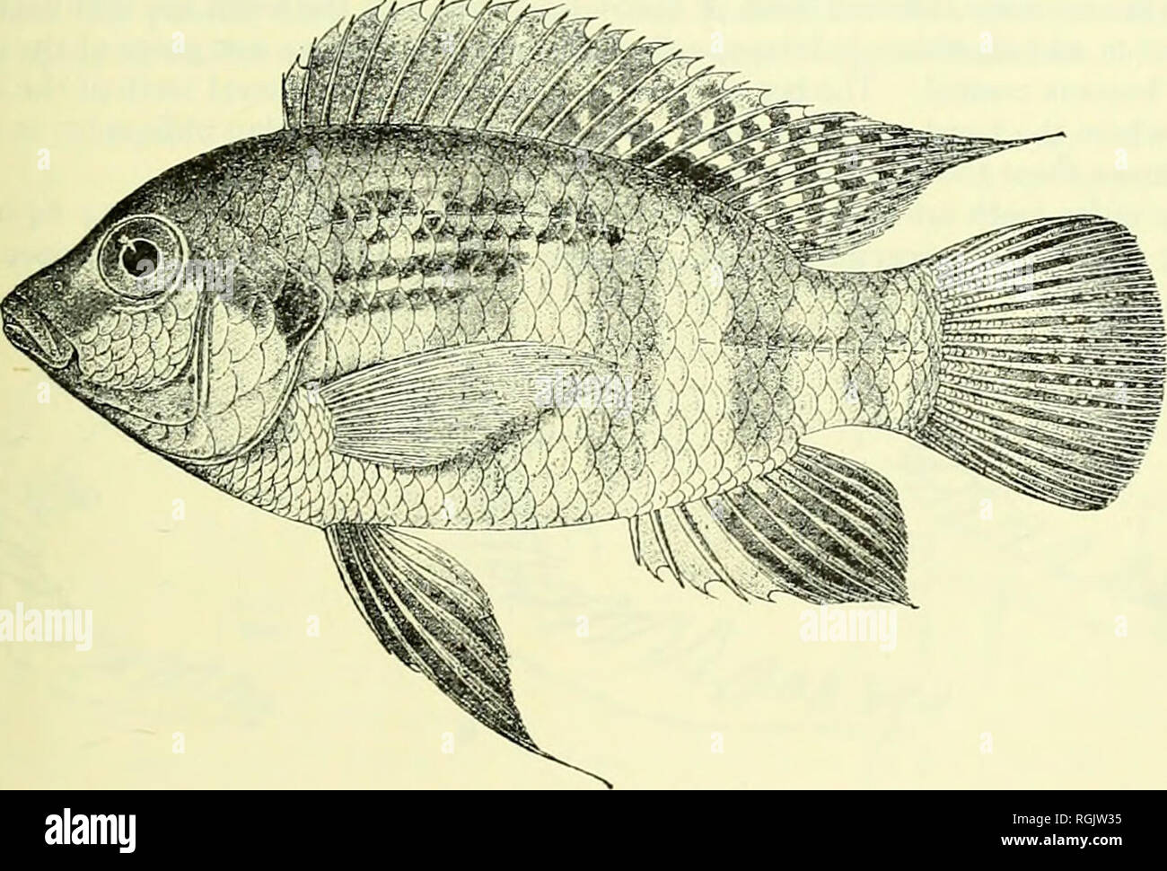 . Bulletin of the British Museum (Natural History). PELMATOCHROMIS, TILAPIA AND SAROTHERODON 5 An intense opercular spot; a tilapia-mark on base of dorsal at junction of spinous and soft parts. The distinguishing characters and synonymies are as follows. P. ocellifer Boulenger, 1899 : 104; id. igoi : 421; id. 1915 : 391 fig. 264. Paratilapia nigrofasciata (nee Pellegrin); Steindachner, 1914 : 54 (R. Ja). HoLOTYPE. BM(NH) 1898.7.9.16, 64-5 mm inSL, from Monsembe (Mosembe), Middle Congo, ca.iÂ°2o' N, 19Â° E. coll. J. E. Weeks. Teeth unicuspid, curved cones at all known stages, in bands 3-5 teeth Stock Photo