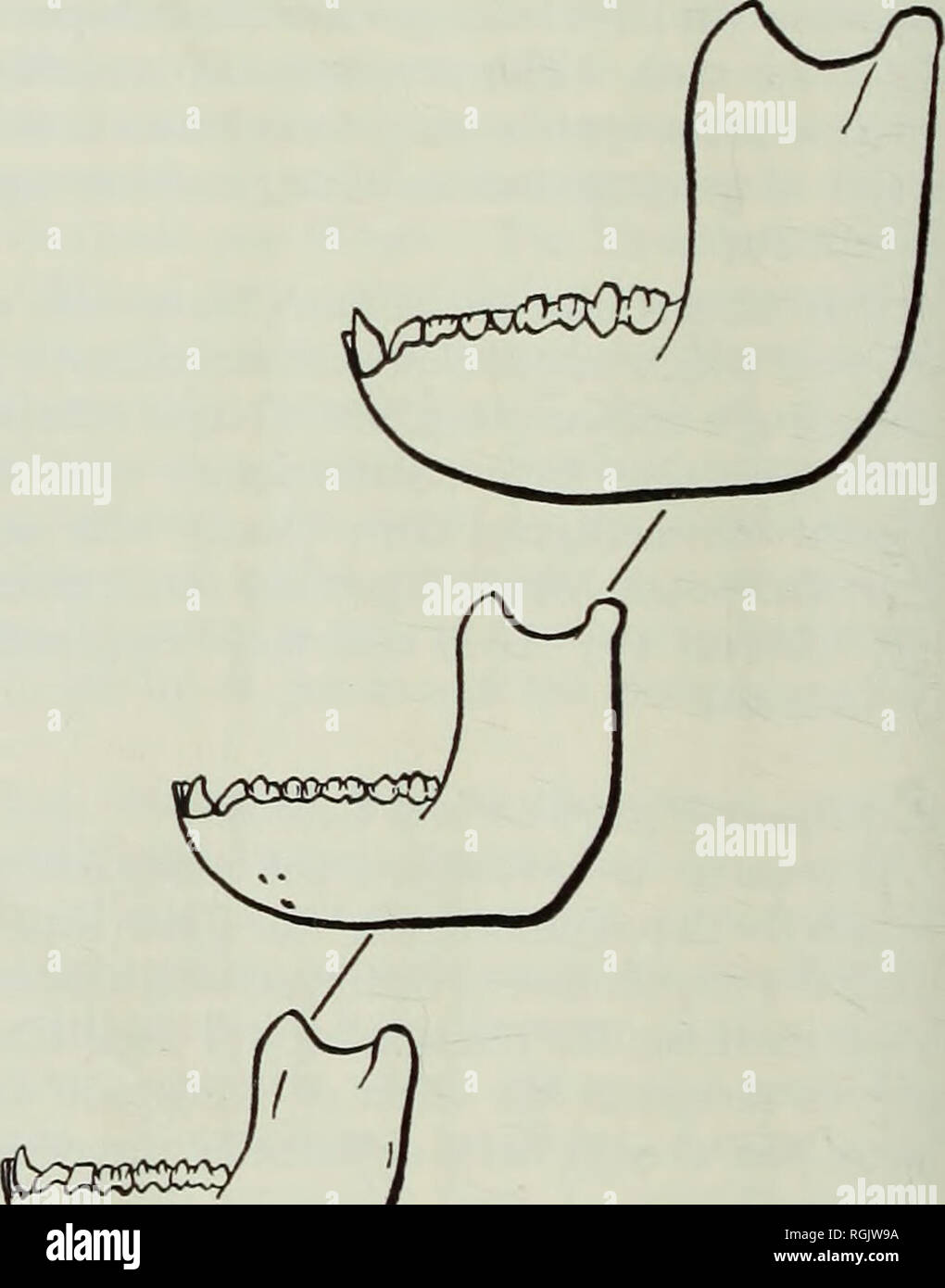 . Bulletin of the British Museum (Natural History), Geology. . Fig. 22. Mandibular profiles of Theropithecus and Papio. Bottom: Cercocebus torquatus female (primitive shape in Papionini). Left line, ascending: P. anubis, female; P. anubis, male. Right line, ascending: Theropithecus gelada, female; T. o. oswaldi, female; T. o. leakeyi, female. Note contrasting allometric trends in two morphological series.. Please note that these images are extracted from scanned page images that may have been digitally enhanced for readability - coloration and appearance of these illustrations may not perfectl Stock Photo