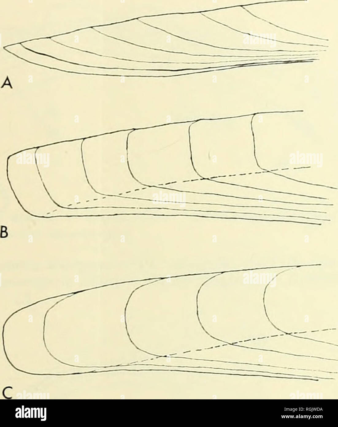 . Bulletin of the British Museum (Natural History). SHELL STRUCTURE AND ...