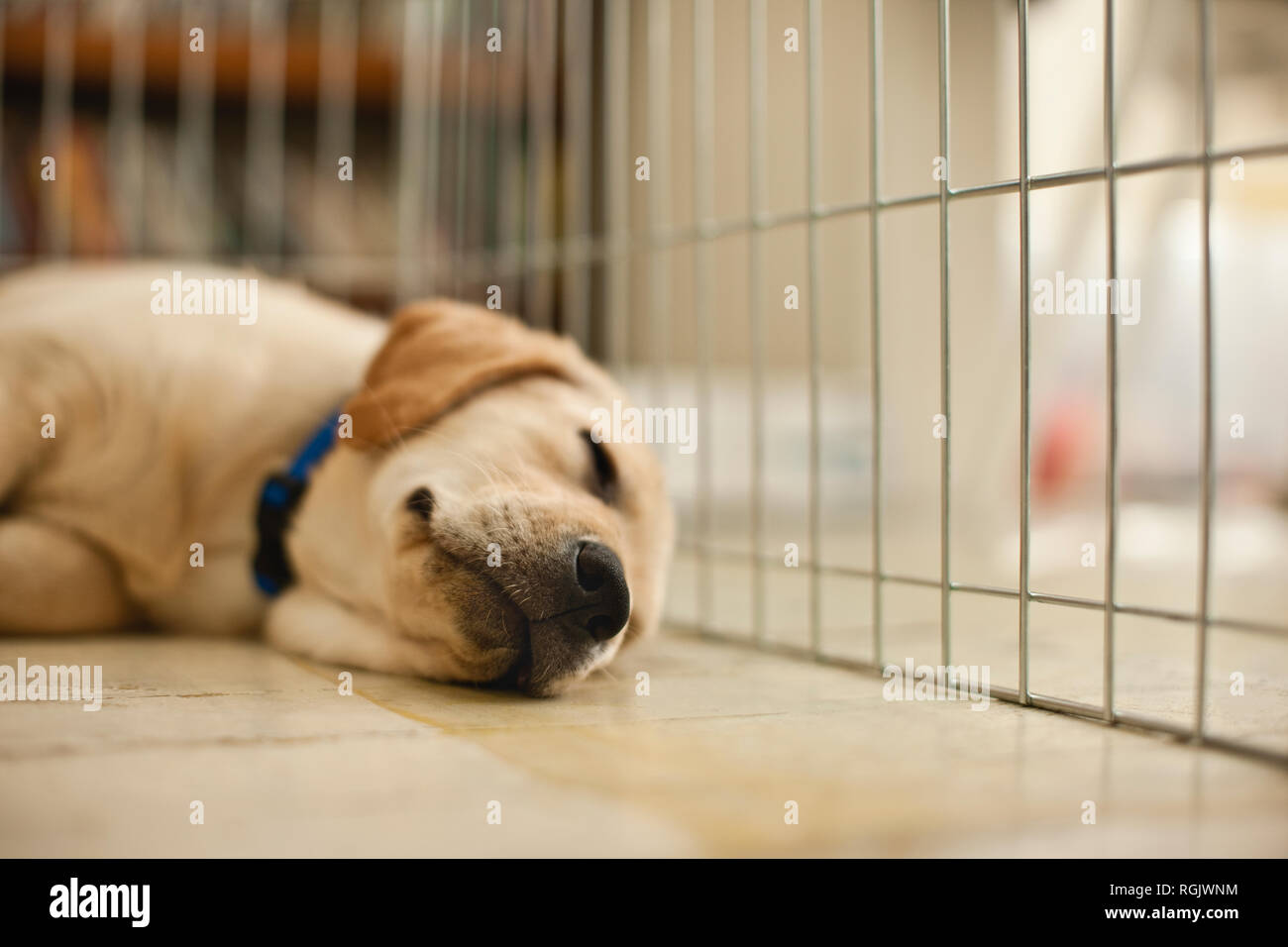 Puppy sleeping inside a cage Stock Photo Alamy