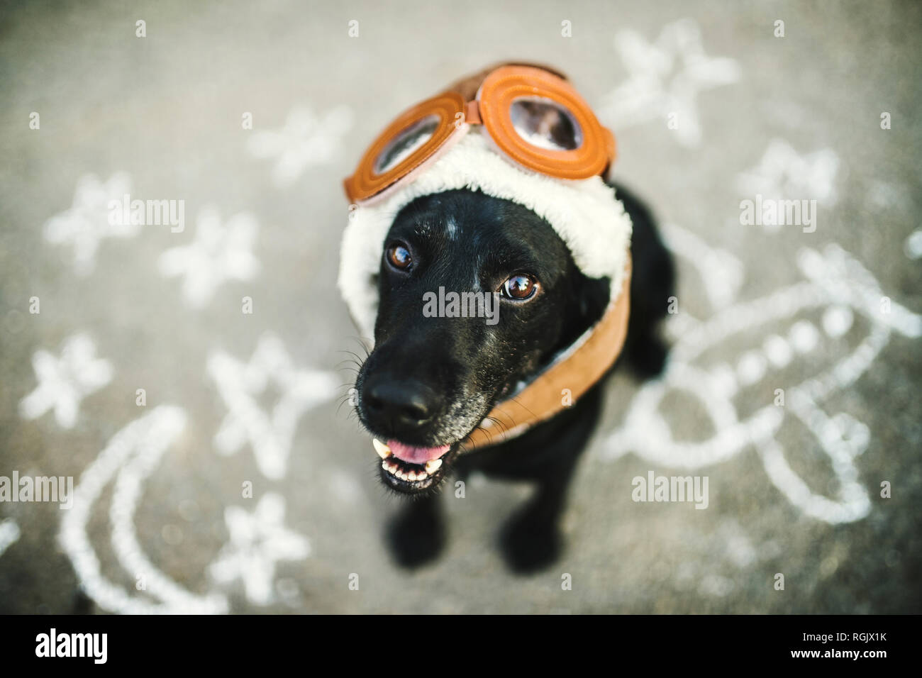Portrait of black dog wearing flying goggles and hat Stock Photo