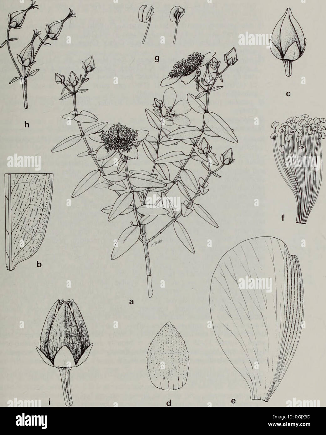 . Bulletin of the British Museum (Natural History) Botany. STUDIES IN THE GENUS HYPERICUM L. 285. Fig. 20 H. pseudohenryi: (a) habit; (b) leaf section; (c) flower bud; (d) sepal; (e) petal; (f) stamen fascicle; (g) anthers; (h) inflorescence in young fruit; (i) capsule (a, h x 1; b, c, i x 4; d-f x 6; g x 20). All Forrest 5885.. Please note that these images are extracted from scanned page images that may have been digitally enhanced for readability - coloration and appearance of these illustrations may not perfectly resemble the original work.. British Museum (Natural History). London : BM(NH Stock Photo