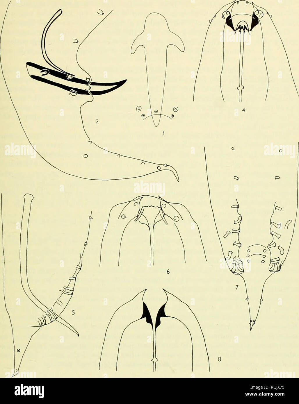 . Bulletin of the British Museum (Natural History). NEMATODES OF FROGS 167. Figs. 2-8. Austracerca flindersi. 1. Lateral view of male tail. 3. Ventral view of gubernaculum and papillae on anterior lip of cloacal opening. 4. Dorsal view of head showing detail of buccal caity. 5-8. Raillietnema karlanum. 5. Lateral iew of male tail. 6. Dorsal view of head. 7. 'entral view of male tail showing distribution of caudal papillae. 8. Head in optical section showing shape of cuticular thickening at anterior end of oesophagus.. Please note that these images are extracted from scanned page images that Stock Photo