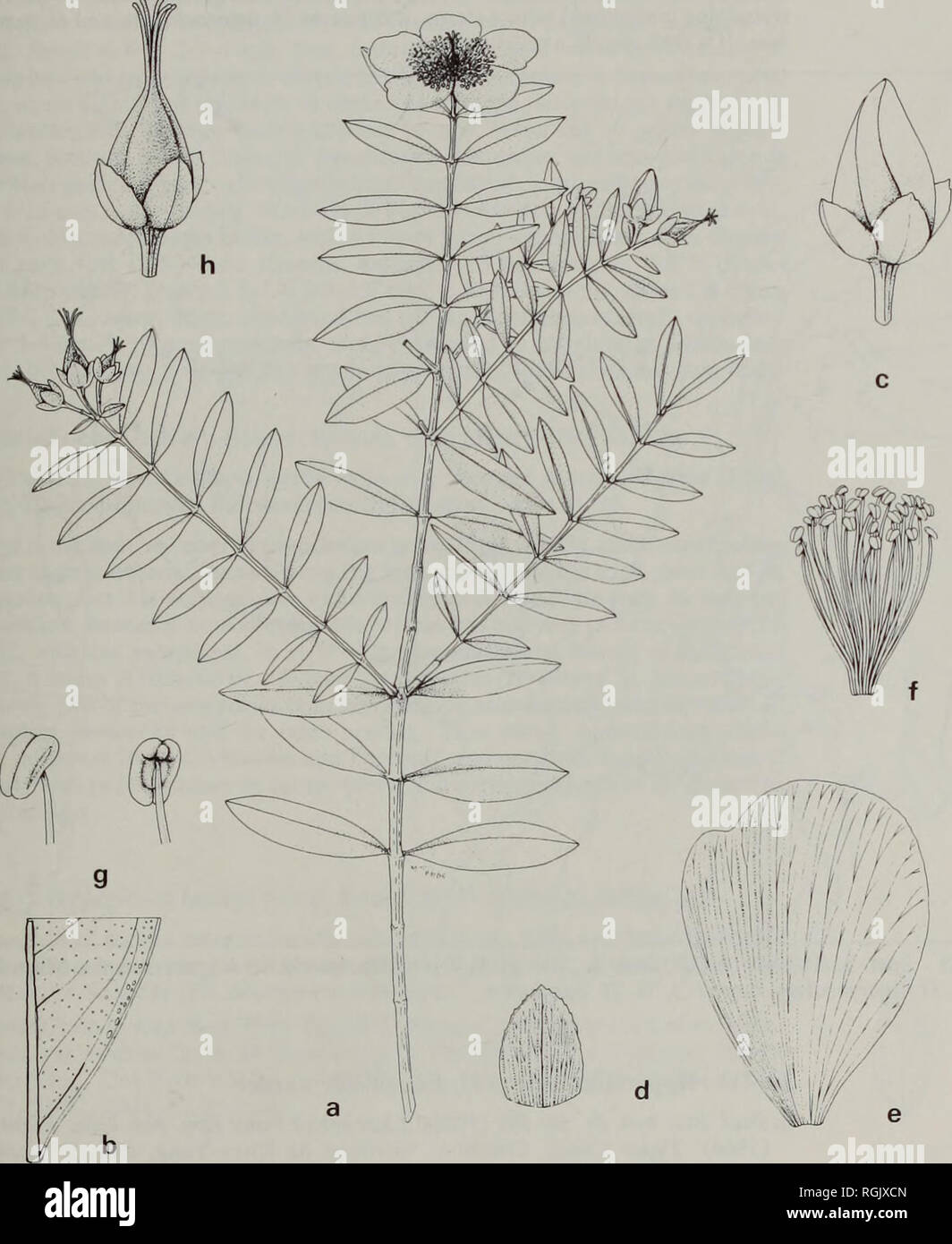 . Bulletin of the British Museum (Natural History) Botany. STUDIES IN THE GENUS HYPERICUM L. 259. Fig. 18 H. lacei: (a) habit; (b) leaf section; (c) flower bud; (d) sepal; (e) petal; (f) stamen fascicle; (g) anthers; (h) capsule (a x 1; b-f, h x 4; g x 40). All Lace 6275.. Please note that these images are extracted from scanned page images that may have been digitally enhanced for readability - coloration and appearance of these illustrations may not perfectly resemble the original work.. British Museum (Natural History). London : BM(NH) Stock Photo