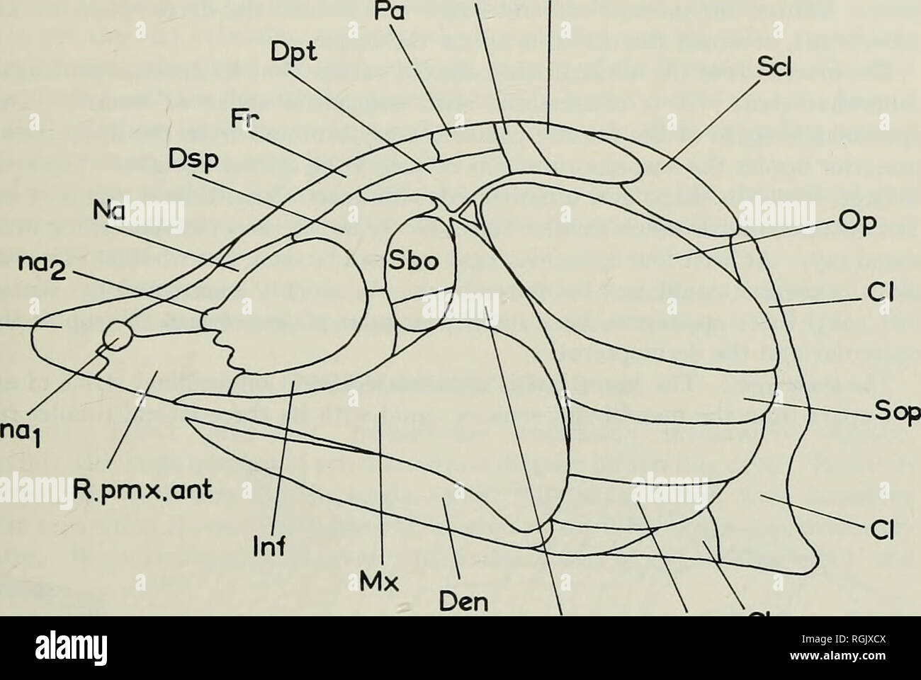 . Bulletin of the British Museum (Natural History), Geology. PALAEONISCOID FISHES AND THE CHONDROSTEI Exsc Ssc 173 Ptr. R.pmx.ant Pop Br Clav 5mm Fig. 22. Phanerorhynchus armatus Gill. Reconstruction of skull in lateral view. are relatively small and square in outline, while the frontals are long with their anterior margins produced into a point thus giving the postrostral a V-shaped in- sertion between the two frontals. On either side of the single median postrostral is a stout, long, nasal element. The nasal is broad and its lateral margin has an emargina- tion (naz) which indicates the posi Stock Photo
