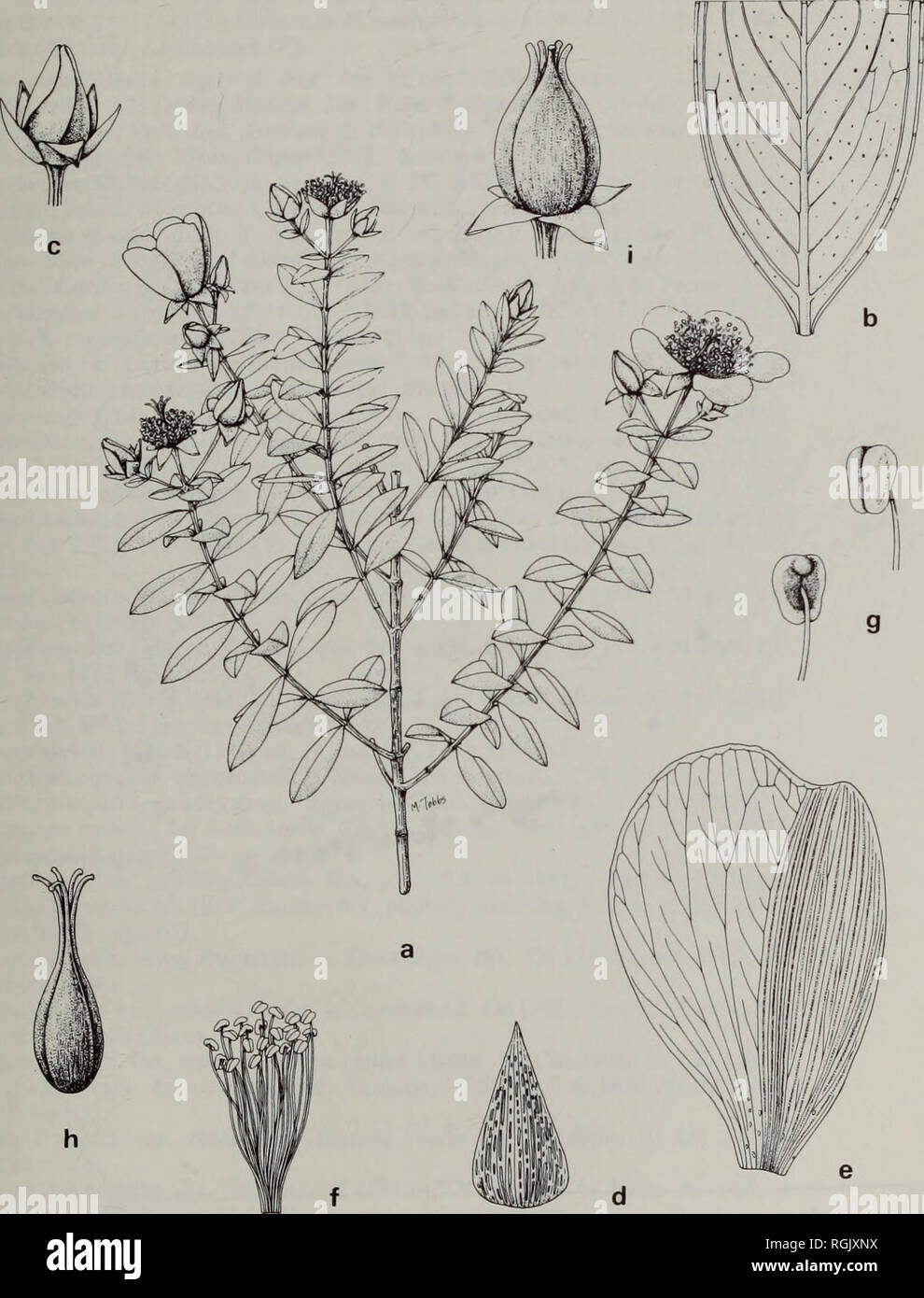 . Bulletin of the British Museum (Natural History) Botany. STUDIES IN THE GENUS HYPERICUM L. 241. Fig. 16 H. siamense: (a) habit; (b) leaf section; (c) flower bud; (d) sepal; (e) petal; (f) stamen fascicle; (g) anthers; (h) ovary; (i) capsule (a x 1; c, i x 4; b, d-f, h x 6; g x 20). All Murata etal. T15214.. Please note that these images are extracted from scanned page images that may have been digitally enhanced for readability - coloration and appearance of these illustrations may not perfectly resemble the original work.. British Museum (Natural History). London : BM(NH) Stock Photo
