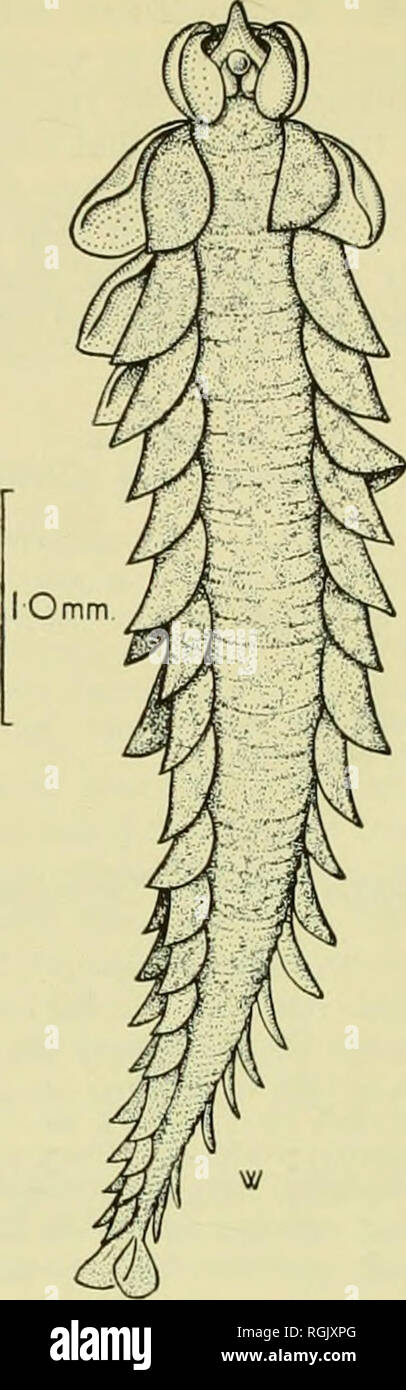 . Bulletin of the British Museum (Natural History). 412 THE DISTRIBUTION OF PELAGIC POLYCHAETES. Fig. 19. Travisiopsis lobifera : specimen from Stn. 13B of the Trans-Pacific Expedition. Travisiopsis levinseni Southern, 1910 Type locality. 53° 07' N., 15° 09' W., 650-750 fathoms (= i,i887-i,37i-6 m. Travisiopsis levinseni Southern, igio, p. 429. Travisiopsis levinseni: Southern, 1911, pp. 32-33, pi. 2, tigs. 7-10. Travisiopsis levinseni: Fauvel, 1923, pp. 229-230. Travisiopsis levinseni: St0p-Bowitz, 1948, pp. 59-60, fig. 4O, fig. 47(1-6. Travisiopsis levinseni: Uschakov, 1955, P- 'I4. ^S- ^4'i Stock Photo