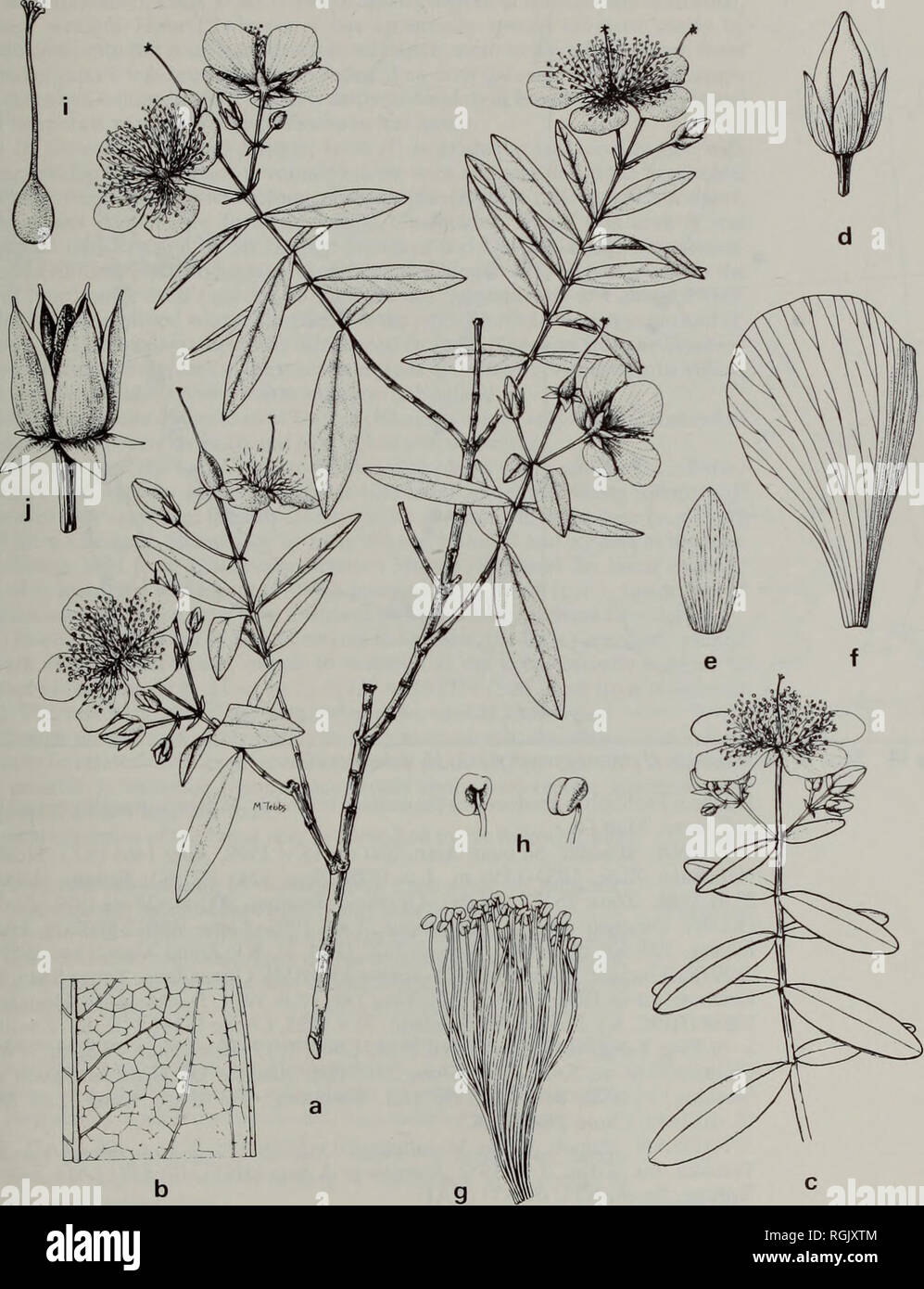 . Bulletin of the British Museum (Natural History) Botany. STUDIES IN THE GENUS HYPERICUM L. 233. Fig. 15 H. monogynum: (a) habit; (b) leaf section; (c) flowering branch; (d) flower bud; (e) sepal; (f) petal; (g) stamen fascicle; (h) anthers; (i) ovary; (j) capsule (a, c x 1; b, d-g, i, j x 4; h x 20). (c) Staunton &amp; Nelson s.n. (form(ii)); all others Read 1298 (form (i)).. Please note that these images are extracted from scanned page images that may have been digitally enhanced for readability - coloration and appearance of these illustrations may not perfectly resemble the original work. Stock Photo