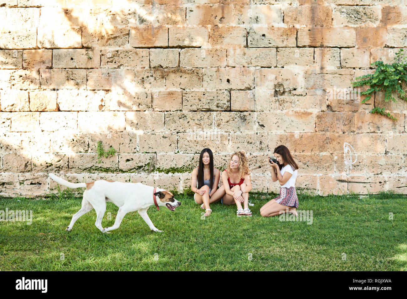 Three young women sitting at stone wall taking picture of dog passing Stock Photo