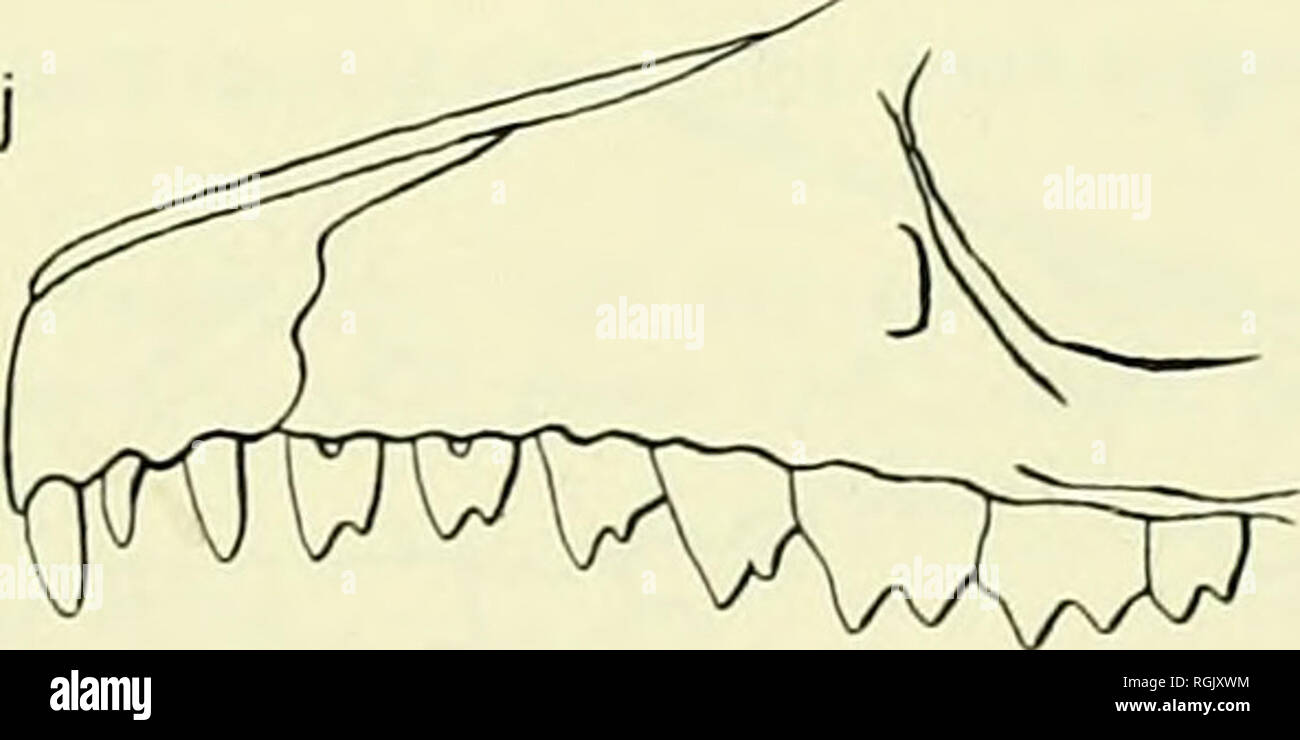 . Bulletin of the British Museum (Natural History). . 5 mm Fig. y. Left profile of rostrum with permanent dentition, (a) Macroscelides proboscideus (B.M. 4.2.3.14) ; (b) Elephantulus brachyrhynchns (B.M. 13.10.18.19) ; (c) E.fuscipes (Tervuren 8957); (d) E. rufescens (B.M. 51.406); (e) E. revoili {B.M. 5.3.2.3); (f) jE. intufi (B.M. 28.9.II.72); (g) E. rtipestris (B.M. 25.1.2.55); (h) E. myurus (B.M. 9.1.20.11) ; (i) E. edwardi (B.M. 1.7.9.3) ; (j) E. rozeti (B.M. 27.3.9.1).. Please note that these images are extracted from scanned page images that may have been digitally enhanced for readabil Stock Photo