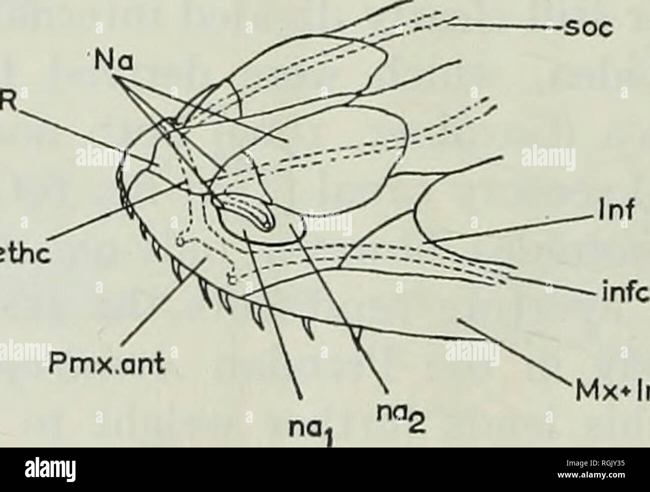 . Bulletin of the British Museum (Natural History), Geology. nci] R.pmx.ant. ethc x.lnf D Fig. 20. a. Acipenser slurio Linnaeus. Recent, b. Birgeria groenlandica Stensio. Lower Triassic. After Nielsen, 1949. c. Haplolepis tuberculata (Newberry). Upper Carboniferous. After Westoll, 1944. d. Polypterus senegalus Cuvier. Recent. Partly after Jarvik, 1942. IV. SUMMARY This paper is intended as a clearing of the ground for a revision of the palaeoniscoid fauna of the British Carboniferous. The type species of four genera from this fauna are redescribed, and for comparative purposes members of four  Stock Photo