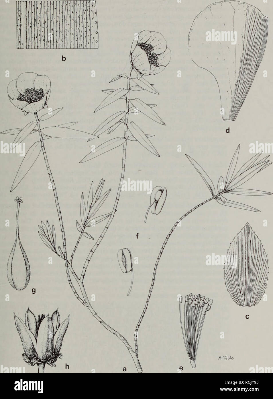 . Bulletin of the British Museum (Natural History) Botany. STUDIES IN THE GENUS HYPERICUM L. 181. Fig. 9 H. bequaertii: (a) habit: (b) leaf section; (c) sepal; (d) petal; (e) stamen fascicle; (f) anthers; (g) ovary; (h) capsule (a x 1; h x 2; c-e, g x 4; b x 12, f x 20). All Taylor 3023.. Please note that these images are extracted from scanned page images that may have been digitally enhanced for readability - coloration and appearance of these illustrations may not perfectly resemble the original work.. British Museum (Natural History). London : BM(NH) Stock Photo