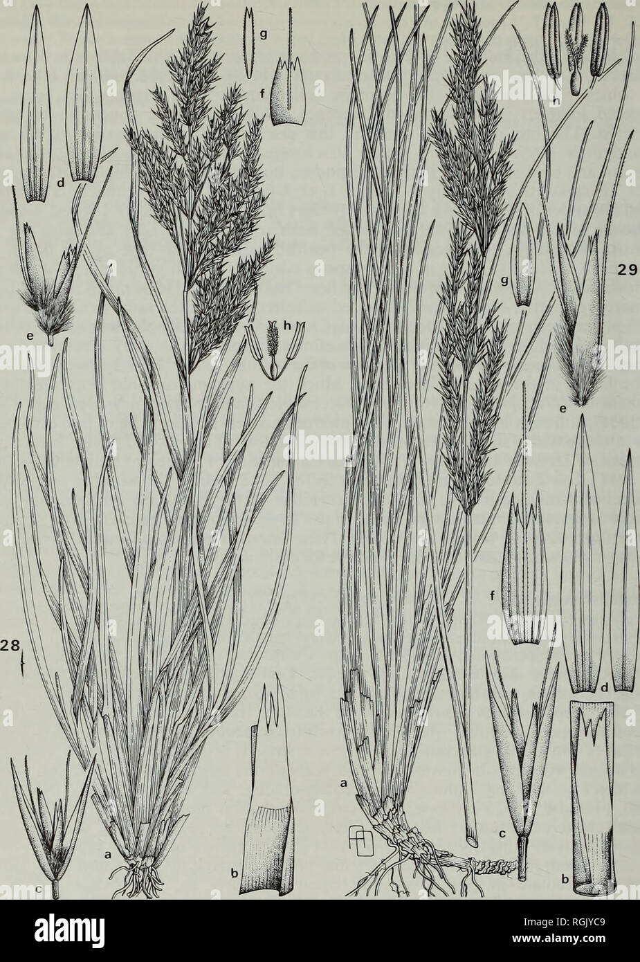 . Bulletin of the British Museum (Natural History) Botany. 390 E. W. GROVES. Fig. 28 Deschampsia mejlandii C. E. Hubbard, a. habit (x ); b. ligule (x ); c. spikelet (x 3); d. glumes (x 4); e. floret (x 4); f. lemma (x 4); g. palea (x 4); h. stamens and ovary (x 5). All drawn from Christophersen 1106. Fig. 29 Deschampsia robusta C. E. Hubbard, a. habit (x ) b. ligule (x 2); c. spikelet (x 4); d. glumes (x 5); e. floret (x 5); f. lemma (x 5); g. palea (x 5); h. stamens and ovary (x 10). The habit is a composite drawing based on Wace G. 245 and Wace G. 217; the ligule is drawn from Wace G. 2 Stock Photo