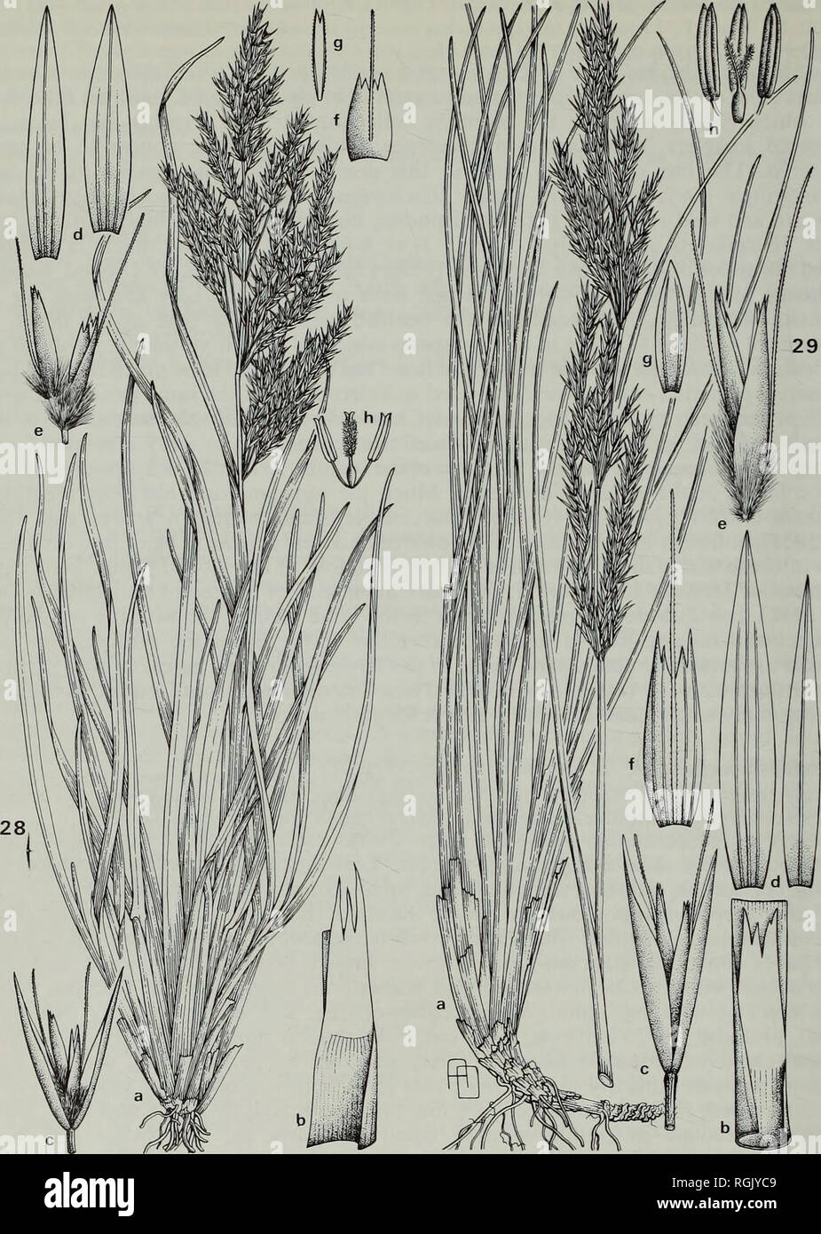 Bulletin Of The British Museum Natural History Botany 390 E W Groves Fig 28 Deschampsia Mejlandii C E Hubbard A Habit X B Ligule X C Spikelet X 3
