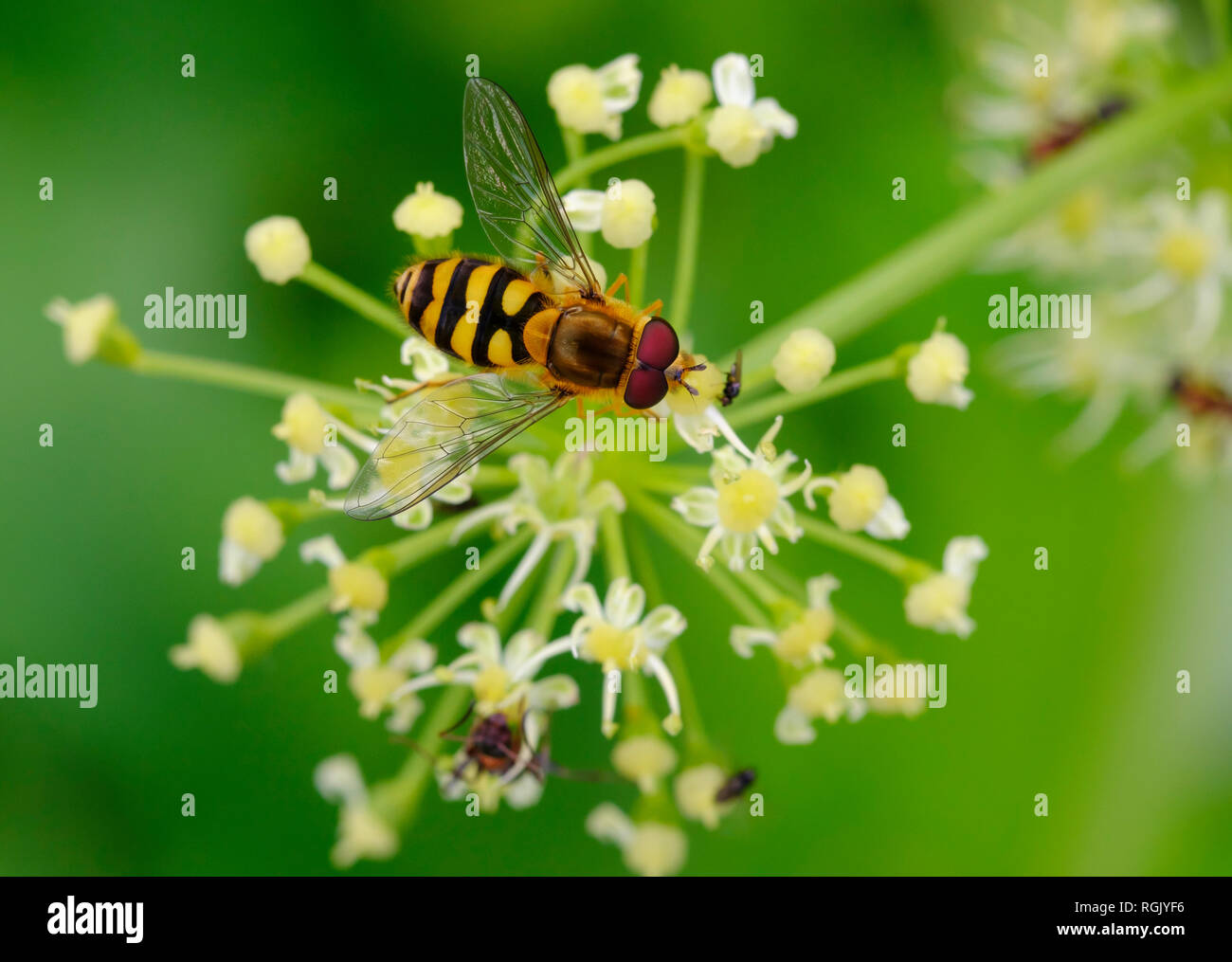 Albania, Common banded hoverfly, Syrphus ribesii, on flower Stock Photo