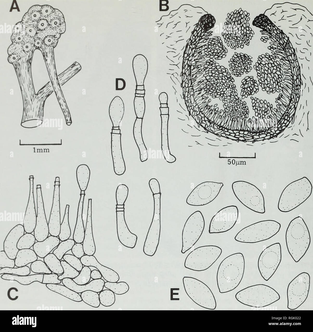 . Bulletin of the British Museum (Natural History). Botany; Botany. 12 D. L. HAWKSWORTH B. lOum Fiu. 3 Bachmanniomyces uncialicola (W 1929/2—holotype of Sirococcus lichenicola). A, Gall on geniculately deformed branch. B, Vertical section of pycnidium. C, Vertical section of pycnidial wall. D, Conidiogenous cells. E, Conidia. Exsiccatae*: Arnold, Lick. Exs. no. 1021a (BM!; sub Cladonia uncialis f. biuncialis).—Sandstede, Clad. Exs. no. 161 (BM!; sub C. uncialis), no. 162 (BM!, UPS!; sub C. uncialis).—Schaerer, Lich. If civ. no. 514 (not found on this number in BM but cited by Sandstede, 1931 : Stock Photo