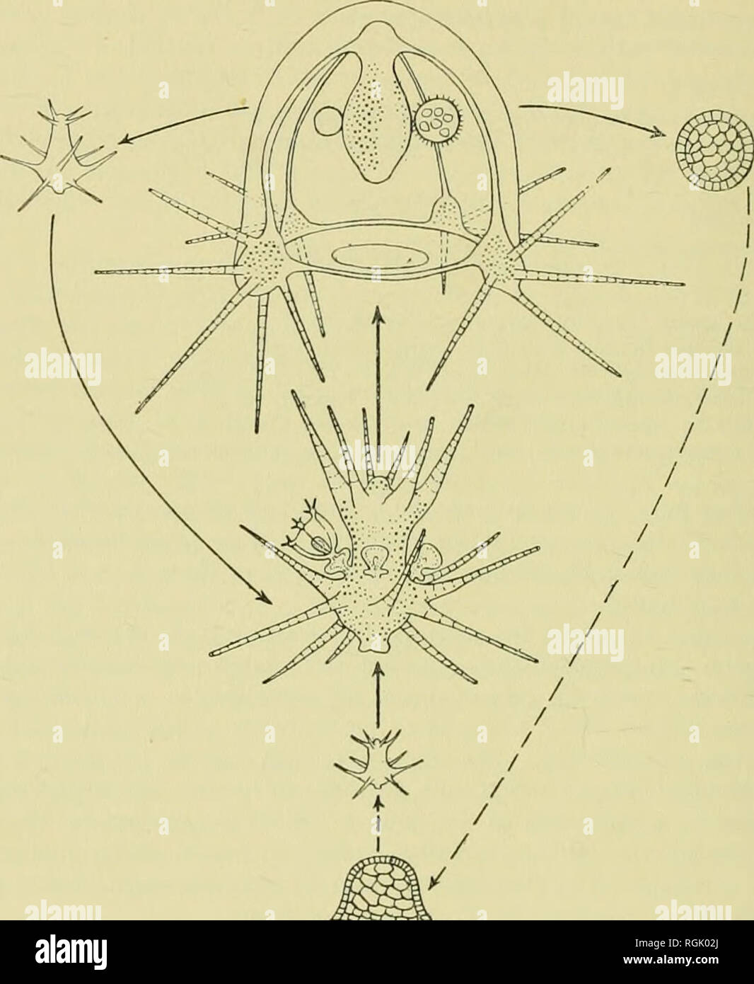 . Bulletin of the British Museum (Natural History). 82 EVOLUTIONARY TRENDS IN CAPITATE HYDROIDS AND MEDUSAE Margelopsis haeckeli are larger than the summer eggs (Werner, 1955). Unhke the ^ latter, they do not develop immediately into young hydranths, but form plano- convex cysts on the substratum and persist in this condition throughout the %vinter, giving rise in the spring to young pelagic hydranths (Text-fig. 31). This explains. iiiiNiiiifjfiiiBiiiMiiiiiimiiiiiii Fig. 31. The life cycle of Margelopsis haeckeli Hartlaub : summer eggs are small and develop into actinulae while the larger autu Stock Photo
