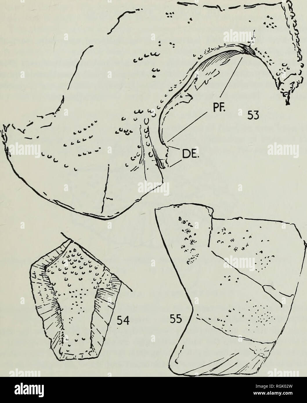 . Bulletin of the British Museum (Natural History), Geology. THE OLD RED SANDSTONE OF BROWN CLEE HILL 299. Wheathillaspis wickhamkingi gen. et sp. nov. Fig. 53. Part of left anterior ventro-lateral and spinal plates. DE, dorsal extension of anterior ventro-lateral plate ; PF, pectoral fenestra. The holotype. P. 28908. X 5-6. Fig. 54. Median ventral plate. P.28910. x 4-8. Fig. 55. Imperfect left anterior lateral plate, largely in impression. P.28911. x 4-8. All from Besom Farm Quarry. Remarks. The genus is best denned on the basis of the first specimen, the essential features being the very lar Stock Photo