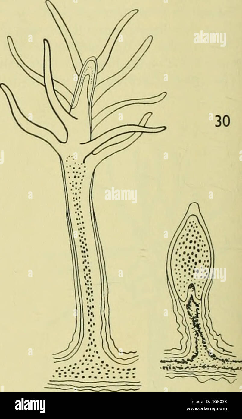 . Bulletin of the British Museum (Natural History). . Fig. 29. Titrritopsis nutricola Brooks : a colonial Clavid hydroid in which the medusa buds are borne directly on the hydrocauh (redrawn from Brooks, 1883). Fig. 30. Rhizogeton fusiformis Agassiz : hydranth and polypoid male gonophores (simplified from Agassiz, 1862). In the family Hydractiniidae there is a similar range of positions, although species like &quot; Stylactella &quot; elsae-oswaldae Stechow which have gonophores arising from the stolons have not been included in the table. Any nutritive polyp may become a reproductive one in P Stock Photo