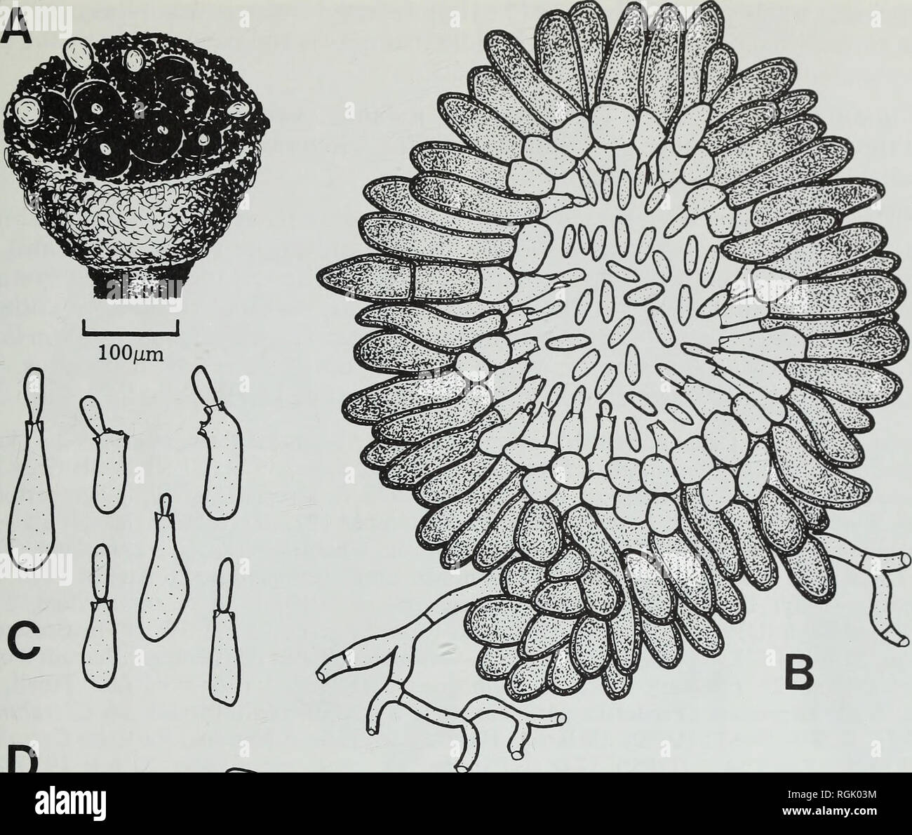 . Bulletin of the British Museum (Natural History). Botany; Botany. LICHENICOLOUS COELOMYCETES. D lOjLim Fig. 1 Asterophoma mazaediicola (herb. Hafellner—holotype). A, Infected mazaedium with pycnidia extruding conidia in mucilaginous drops. B, Vertical section of pycnidium. C, Conidiogenous cells. D, Conidia. attenuated and projecting slightly at the exterior to give the whole a star-like appearance, 5-8 x 2-4 //m, lined internally with smaller subhyaline to hyaline subglobose to polyhedral pseudoparenchymatous cells 1 -5-3*5 jum diam; mycelium ramifying through the mazae- dium, hyphae hyalin Stock Photo