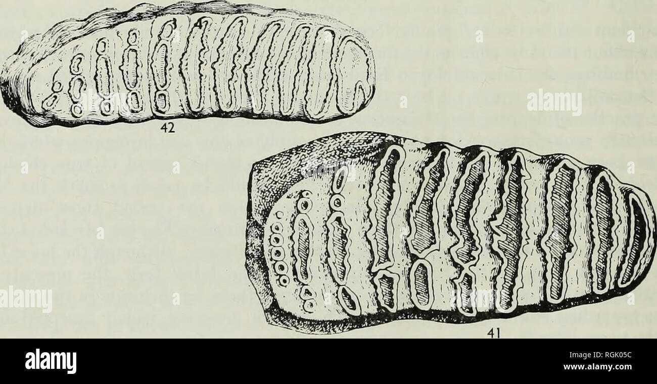 . Bulletin of the British Museum (Natural History), Geology. . Figs. 41-43. Penultimate lower molars of the three subgenera of Elephas which distinguish the main divisions of the Pleistocene. Fig. 41. Elephas (Archidiskodon) meridionalis Nesti. After Commont. x$ nat. size. Fig. 42. Elephas (Palaeoloxodon) antiquus Falconer &amp; Cautley. After Falconer &amp;â Cautley. X i nat. size. Fig. 43. Elephas (Mammuthus) primigenius Blumenbach. After E. Lartet. X  nat. size.. Please note that these images are extracted from scanned page images that may have been digitally enhanced for readability - col Stock Photo