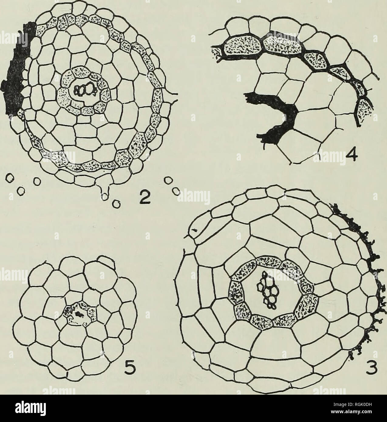 . Bulletin of the British Museum (Natural History), Geology. 6o MORPHOLOGY AND RELATIONSHIPS OF RACHIOPTERIS CYLINDRICA of the exodermis, usually have dark contents. The state of preservation of the roots, like that of the stems and petioles, is very variable. It is only rarely that the piliferous layer is present and frequently the exodermis is also represented by nothing more than a ragged fringe of broken down cell remains (Text-fig. 3). The branching of the roots is monopodial. The daughter roots and their branches are. Figs. 2-5. Psalixochlaena cylindHca (Will). Camera lucida drawings of  Stock Photo