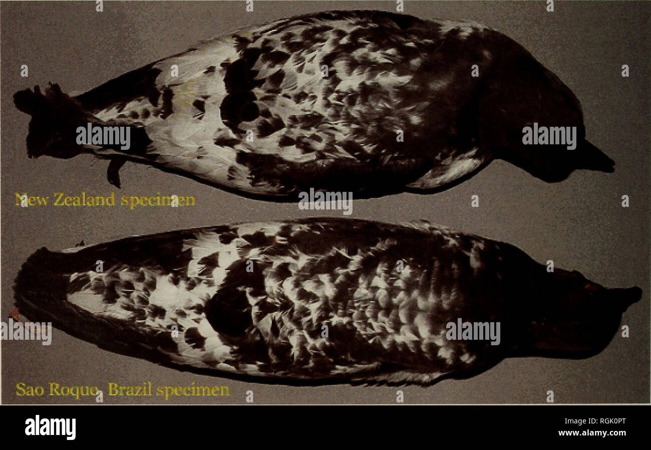 . Bulletin of the British Ornithologists' Club. Birds. Carlos et al. 288 Bull. B.O.C. 2004 124(4) broadly marked with black chevrons recalling a checkerboard; wings mostly black; and tail mostly black with white base. Given the plumage and morphometries, the specimen is of nominate D. c. capense, which breeds on subantarctic islands in the western hemisphere (e.g. South Georgia and the South Shetlands), the Antarctic Peninsula and continent (Harrison 1983, del Hoyo et al. 1992). The other subspecies, D. c. australe breeds at the Snares, Antipodes, Bounty and Campbell islands, off New Zealand, Stock Photo