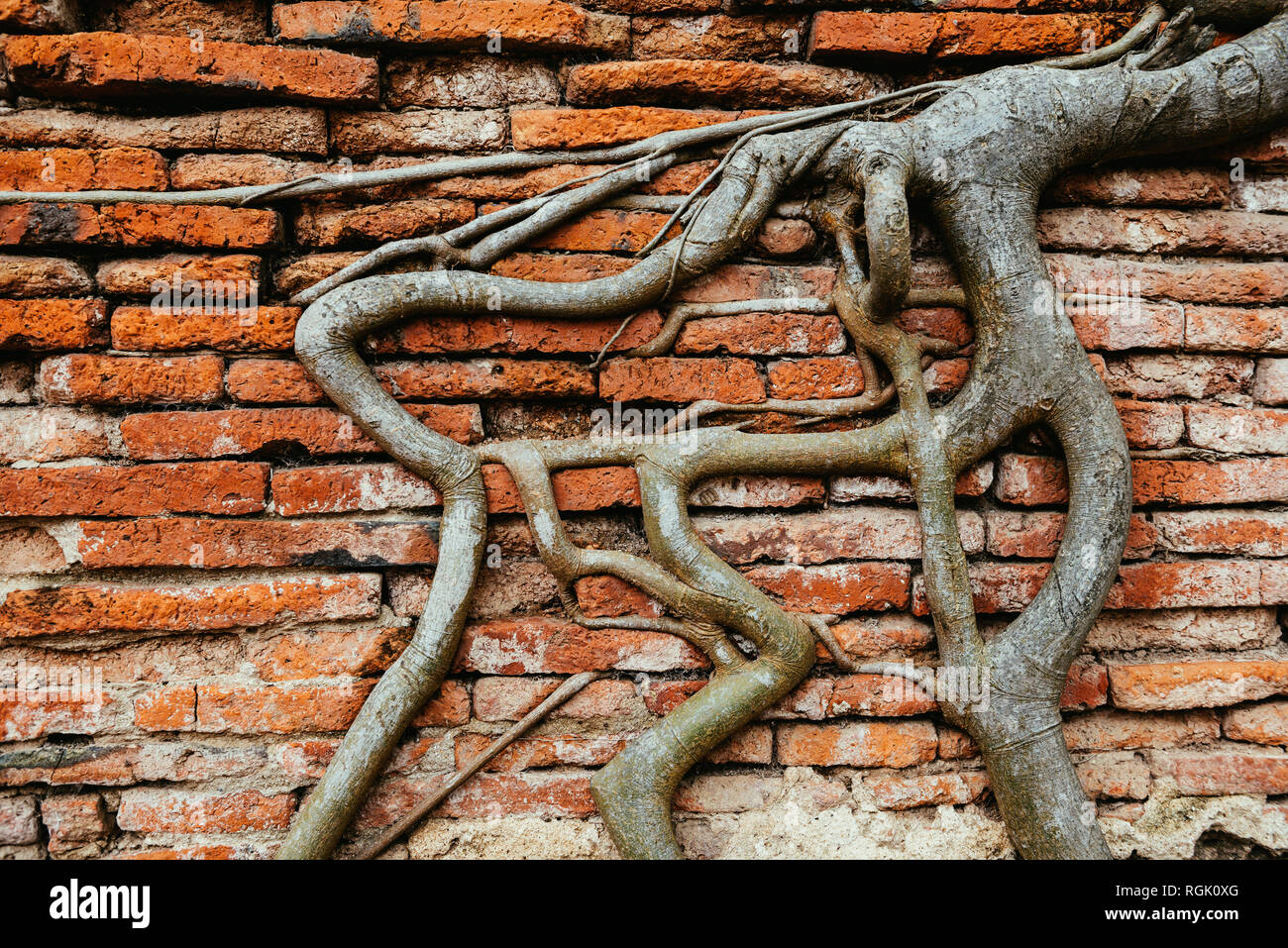 Thailand, Ayutthaya, Roots climbing through a brick wall at Wat