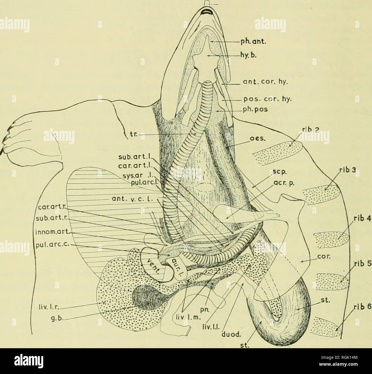Bulletin Of The British Museum Natural History 76 Observations On The Heart In The Family Trionychidae 3 Cyclanorbis Oligotylus Locality Khartoum Sudan Six Specimens Of A Fairly Large Size Were Examined