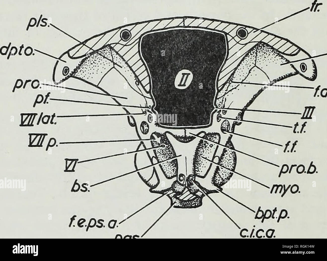 . Bulletin of the British Museum (Natural History), Geology. i6