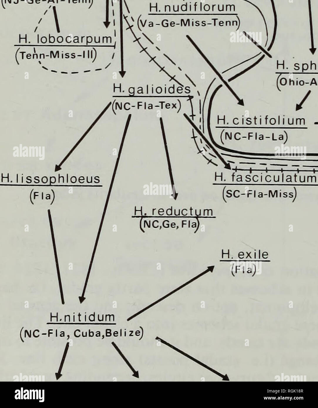 . Bulletin of the British Museum (Natural History) Botany. H. densiflorum (lIJ-Ge-AI-Tenn) A H. lobocarpum H. crux-and&gt;eae--4-H. tetrapetalum (NY-Fla-Tex-KyJ&quot; -A jv /. H, dolabriforme (Ky, Tenn.Ge)' (Tex,Ark,La,Ge,Fla)  H. nudif lorum ^(va-Ge-Miss-Tenn) ' N ^ J) Jj â¼ I (Mass-Ge-Tenn-Mo-lndy ^-^r H. sphaerocarpum . ,v /Nr (Ohio-AI-Okla-Wis) H.galioidds v (f K t J (NC-Fla-Tex)i|/( * /   / H. adpressum / ('Ma: *. H. microsepalumyl ^ H.chapmani (Fla) H. brachyphyllum H.limosum H. Iloydi (Ge, Fla, Al, Miss) (Cuba) (NC,SC) Fig. 5 Relationships in sect. 20. Myriandra, showing evoluti Stock Photo