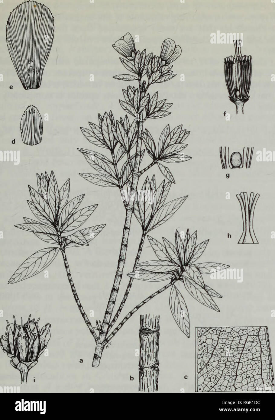 . Bulletin of the British Museum (Natural History) Botany. STUDIES IN THE GENUS HYPERICUMS. (GUTTIFERAE) 59. Fig. 1 Santomasia steyermarkii: (a) habit (x 05); (b) stem nodes and leaf scars (x 1); (c) section of leaf, showing venation and glands (x2-5); (d) sepal (x2-5); (e) petal (x 1-5); (f) flower with perianth removed (x 1); (g) fasciclode and adjacent stamens (x 2); (h) styles (x 2); (i) flower with dehiscent capsule (one petal cut) (x 1) (a-c, Maluda 2894; d-i, Sleyermark 34760). collection (Matuda 2894, from Volcan Tacana West, Mexico) showed their undoubted resemblance to members of Hyp Stock Photo