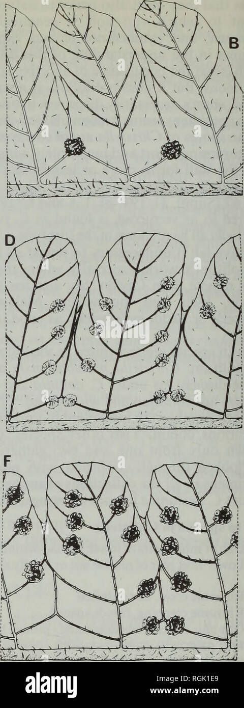 . Bulletin of the British Museum (Natural History) Botany. . Fig. 5 Pinna segments: A-Christella parasitica (L.) H. Lev. (Sledge 844), x 5; B-C. hispidula (Decaisne) Holttum (Sledge 578), x 5; C-portion of B enlarged to show sorus and hairs, x 20; D-C. dentata (Forssk.) Brownsey &amp; Jermy (Sledge 924), x 5; E-C subpubescens (Blume) Holttum (Sledge 585), x 5; F-C. meeboldii (Rosenst.) Holttum (Meebold2133), x 6. 6 : 260 (1827). C. B. Clarke in Trans. Linn. Sot: (Bot.) II. 1 : 533 (1880) p.p.—Drvopteris parasitica (L.) Kuntze, Rev. Gen. Pi. 2 : 811 (1891). Christensen in Ark. Bot. 9(11): 26, f Stock Photo