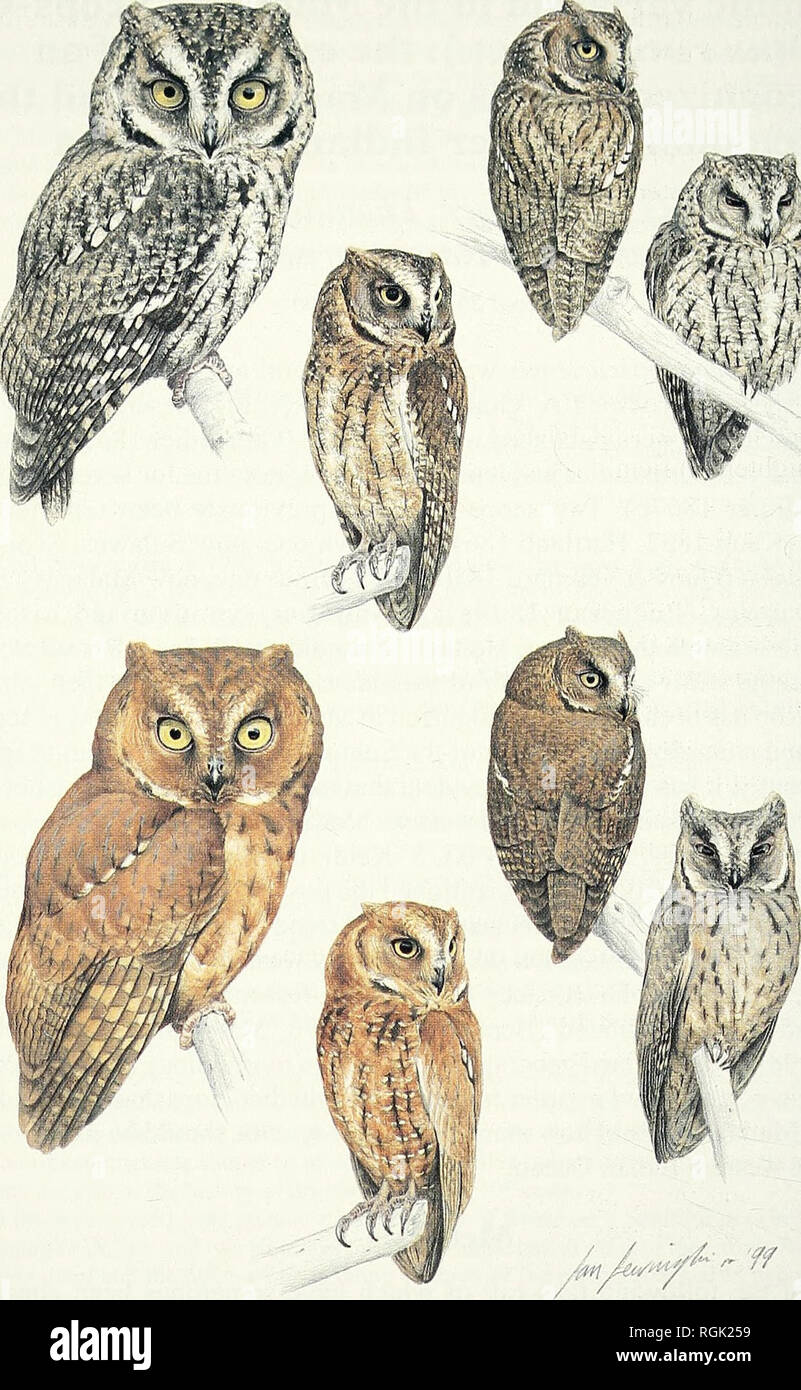 . Bulletin of the British Ornithologists' Club. Birds. Pamela C. Rasmussen et al. 76 Bull. B.O.C. 2000 120(2). LJL^'^'ff Plate 1. The Torotoroka Scops-Owl Otus madagascariensis (upper four, from left to right: grey morph, reddish-brown morph, dark brown morph, and grey morph; all adults), with the Rainforest Scops-Owl Otus rutilus (lower four, from left to right: two rufous morph adults, dark brown morph adult, and a grey morph immature). Original painting by Ian Lewington.. Please note that these images are extracted from scanned page images that may have been digitally enhanced for readabili Stock Photo