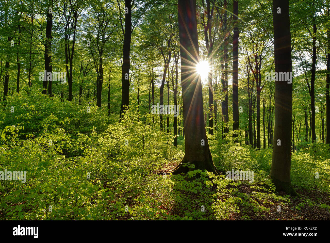 Vital green forest in spring with sun and sunbeams, Westerwald, Rhineland-Palatinate, Germany Stock Photo