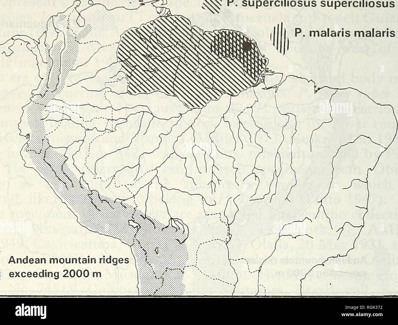 . Bulletin of the British Ornithologists' Club. Birds. C. Hinkehnann 10 Bull. B.O.C. 1996 116(1) '&amp; §S$ P. superciliosus superciliosus P. malaris malaris. Andean mountain ridges exceeding 2000 m Figure 3. Distribution of Phaethornis malaris ynalaris and Phaethornis superciliosus superciliosus. Black dot: Pied Saut, French Guiana. specimens have dark throat-feathers with pale edges producing a striped appearance, as in P. r. rupurumii, whereas in P. longuemareus they lack pale edges so that the throat appears uniformly dark. The colouration of the sides of neck is ochraceous as in longuemar Stock Photo