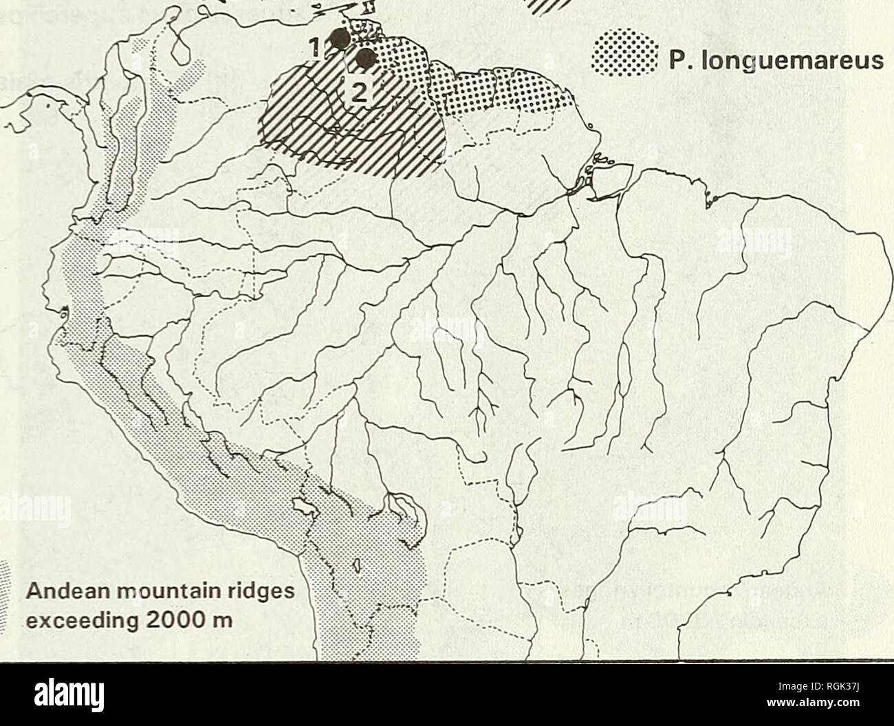 . Bulletin of the British Ornithologists' Club. Birds. C. Hinkelmann Bull. B.O.C. 1996 116(1) ^ P. rupurumii rupurumii $:?:|S P. longuemareus. Andean mountain ridges exceeding 2000 m Figure 2. Distribution of Phaethornis rupurumii rupurumii and Phaethornis longuemareus. Black dots: 1—Monagas, Venezuela, 2—Cerro Tomasote, Venezuela. occurs in the vdrzea, in secondary forests and the campos islands (Snethlage 1908, 1913, 1928, Stone 1928, Peres &amp; Whittaker 1991). The latter habitat types are preferred by P. rupurumii amazonicus, which is lacking in forest of the terra firme (Snethlage 1913). Stock Photo