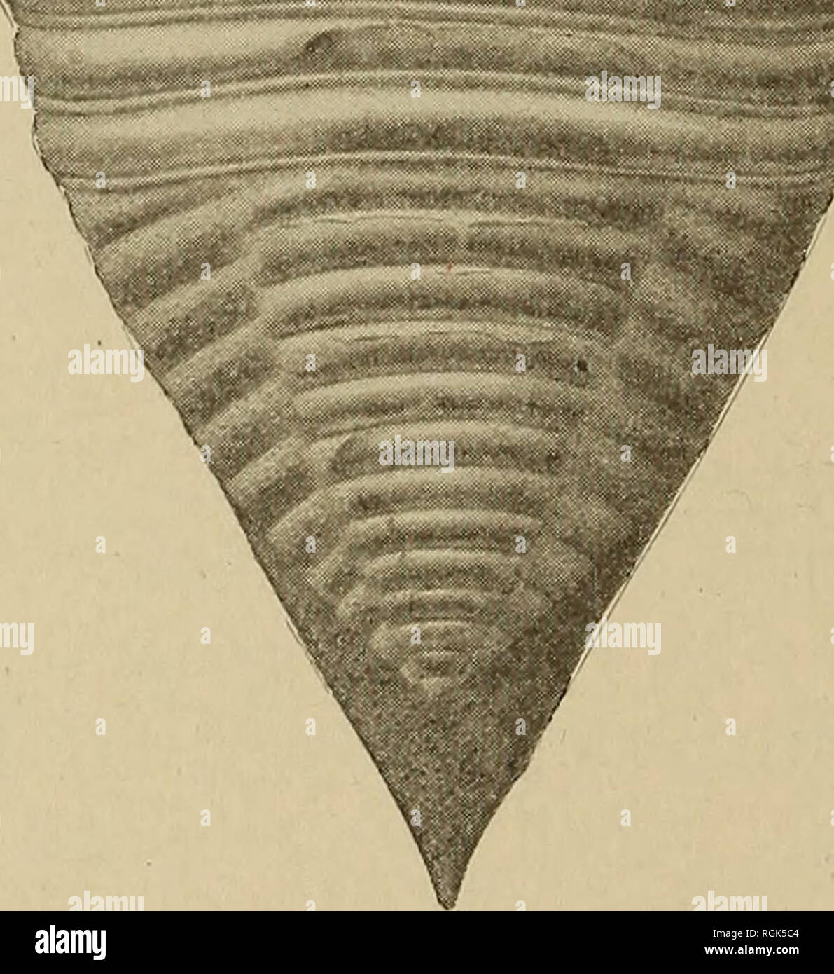 . Bulletin - New York State Museum. Science. Fig. 153 Homalonotus delphinocephalus, % natural size Found rarely in the lower Rochester shale at Niagara, but com- mon in the upper shales. Also found at Lockport and elsewhere (Hall). Genus illaenus Dalman [Ety.: tlXahw, to squint] (1828. Uchcr die Palaeaden, p. 51) Cephalon and pygidium of about the same size, large and convex, smooth, semicircular in outline, with the trilobations faintly or aot. Please note that these images are extracted from scanned page images that may have been digitally enhanced for readability - coloration and appearance Stock Photo